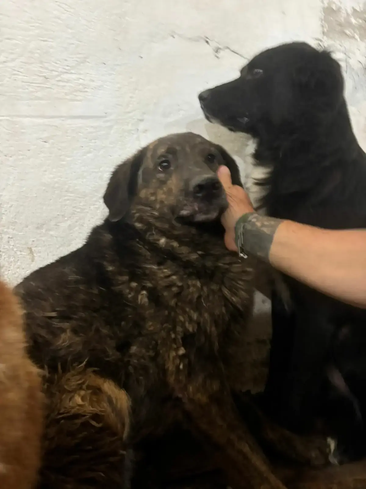 Adoption Pimousse