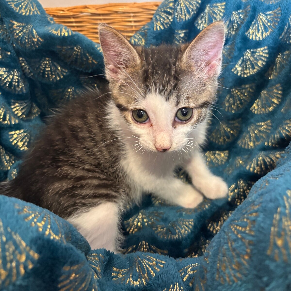 Adoption BALADE