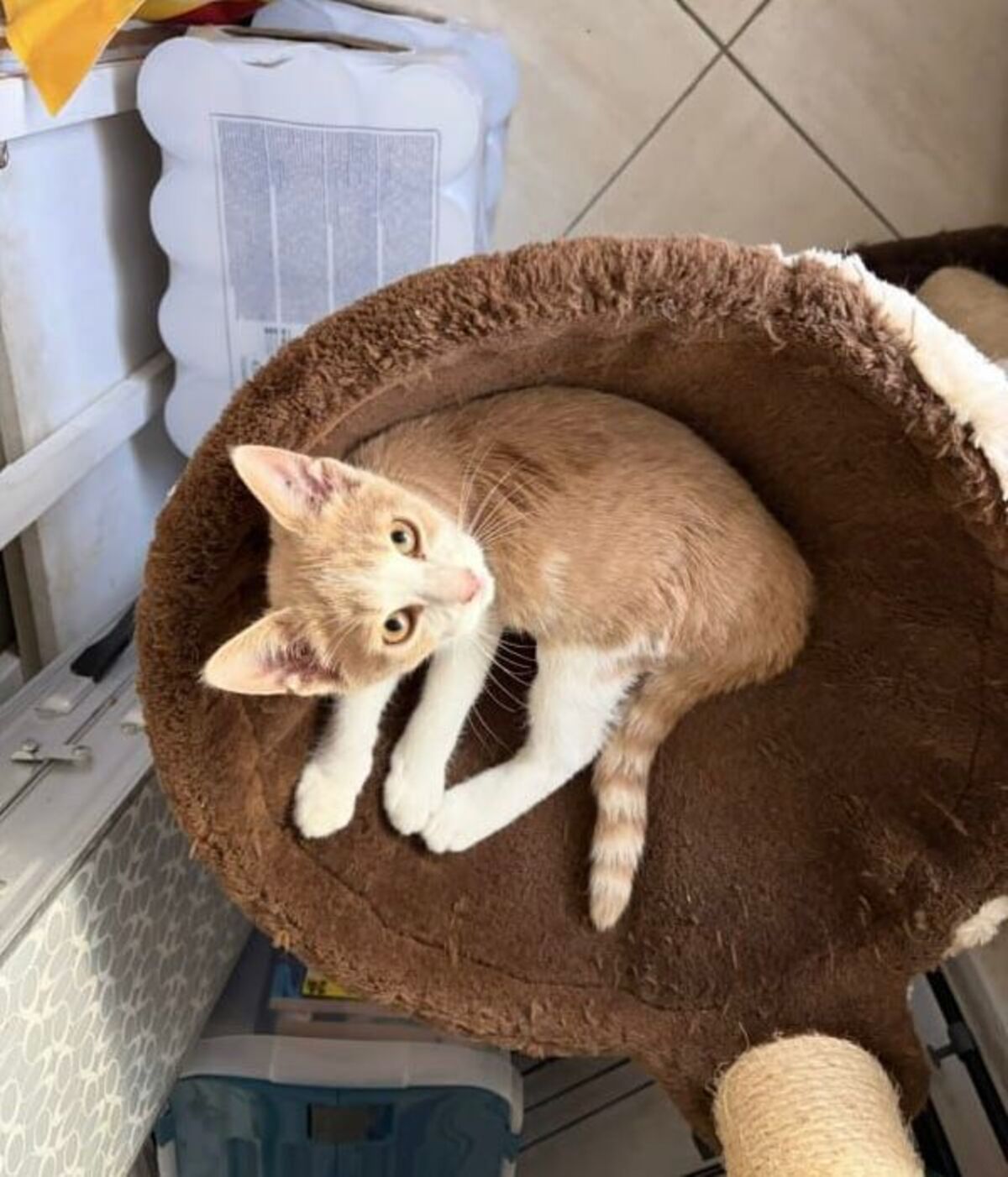 Adoption Nuggets