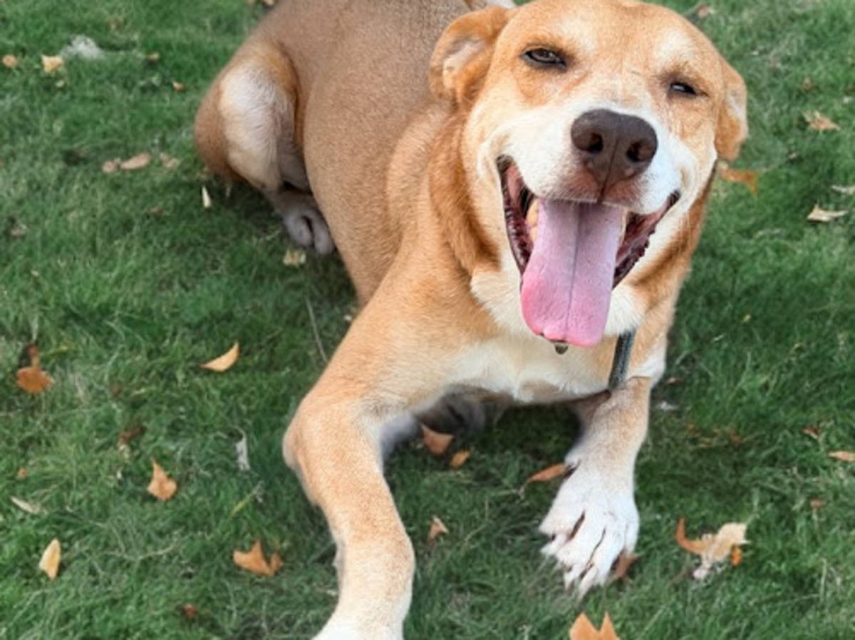 Adoption Zouzou