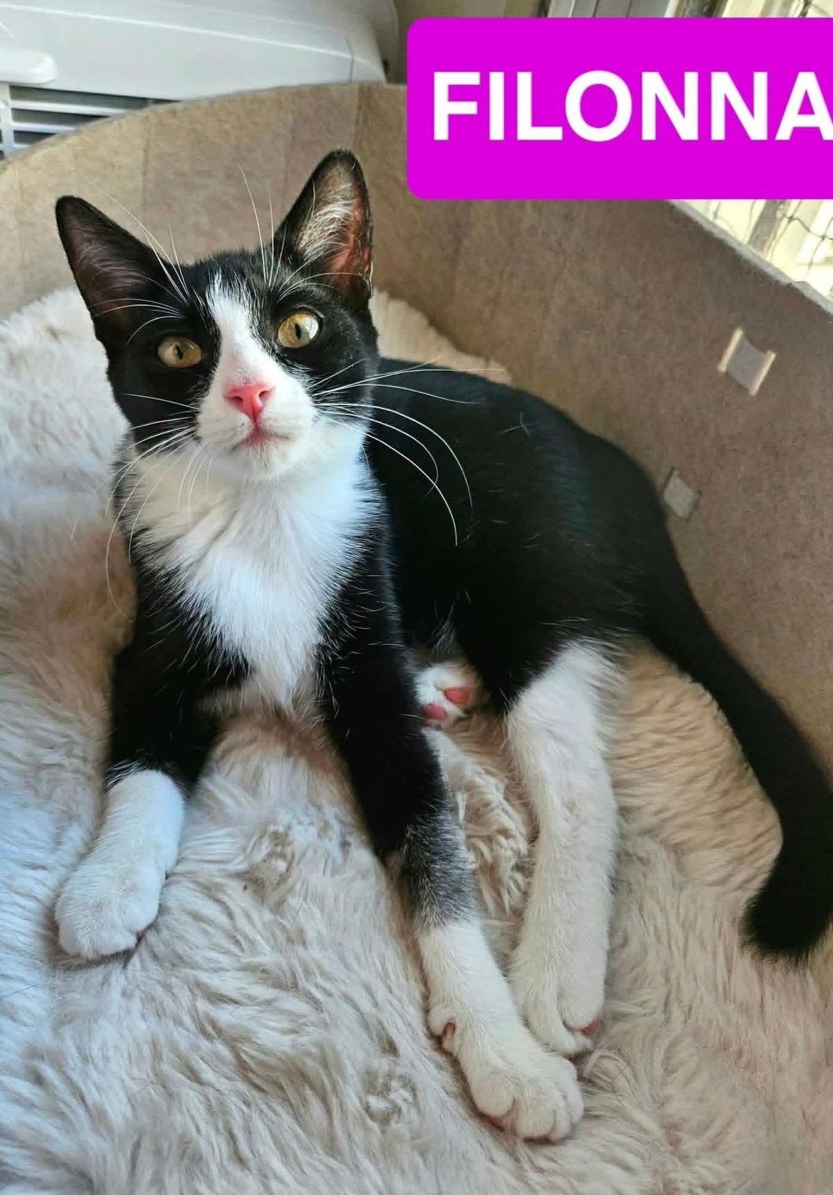 Adoption Swim et Filonna 