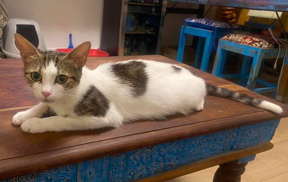 Adoption BADIANE