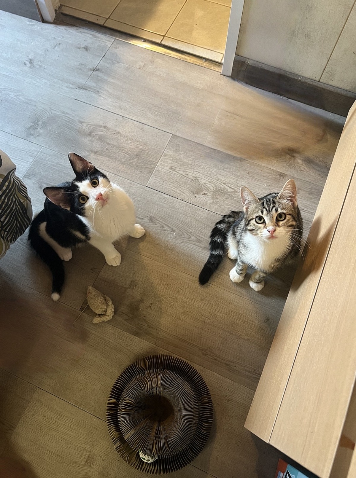 Adoption Haru et Nuri