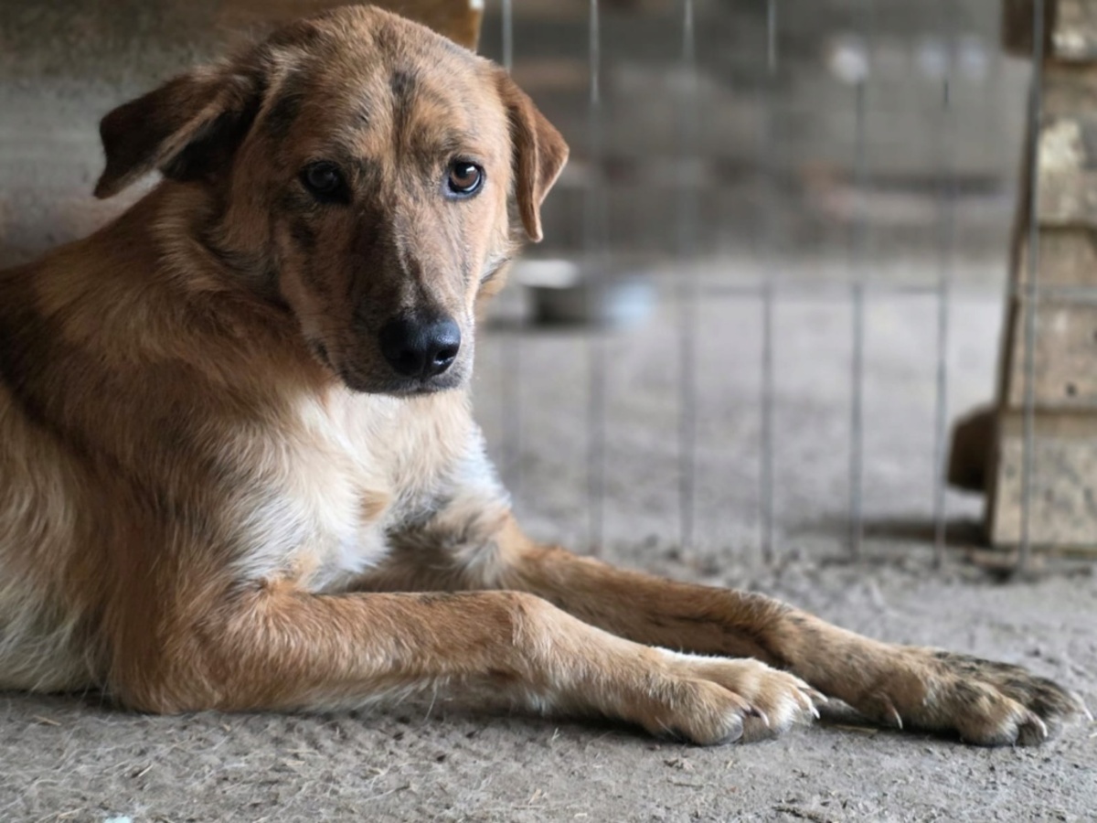 Adoption Slatka