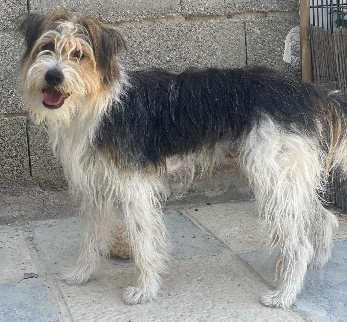 Adoption Mocho 