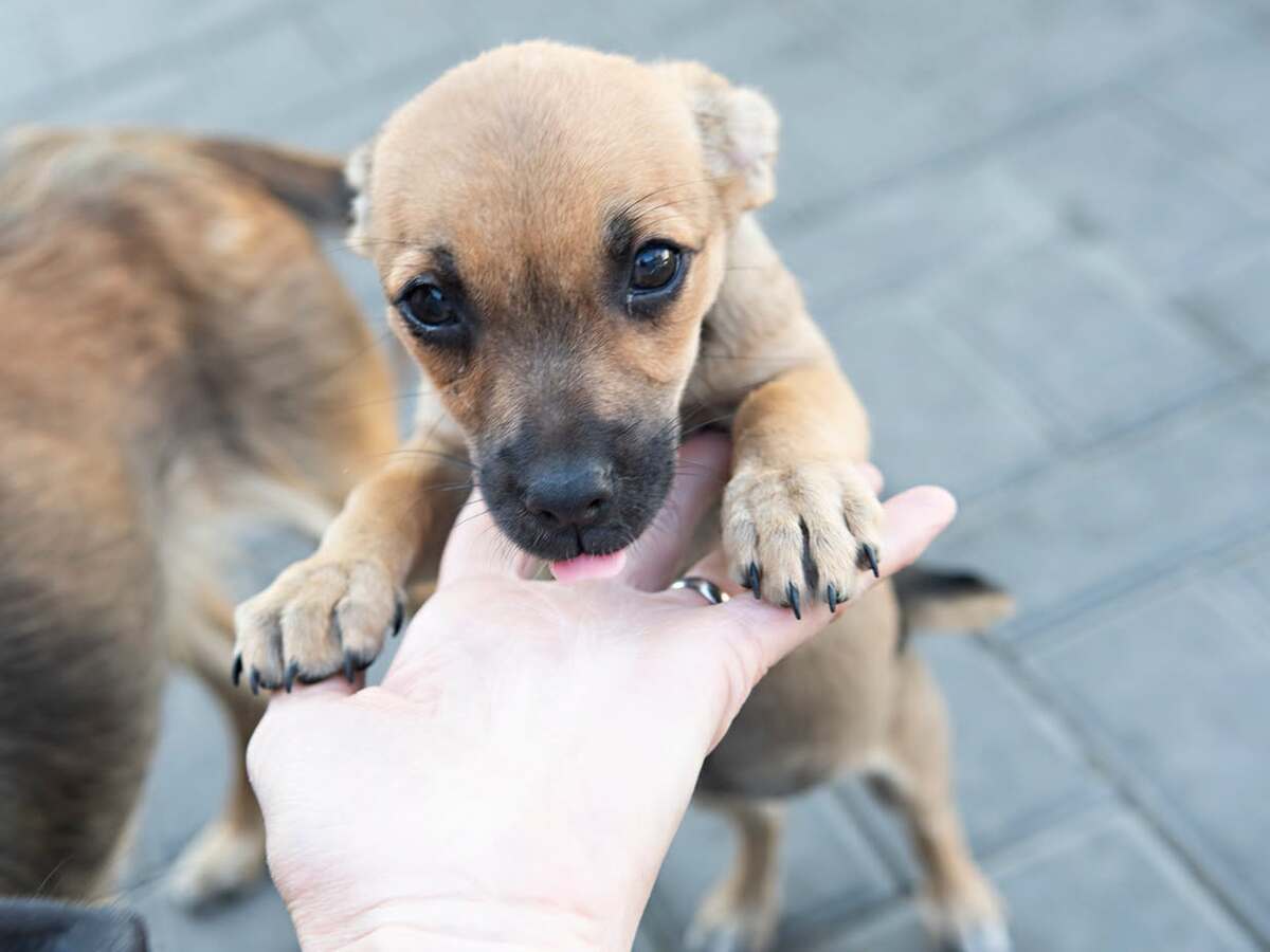 Adoption Shanka