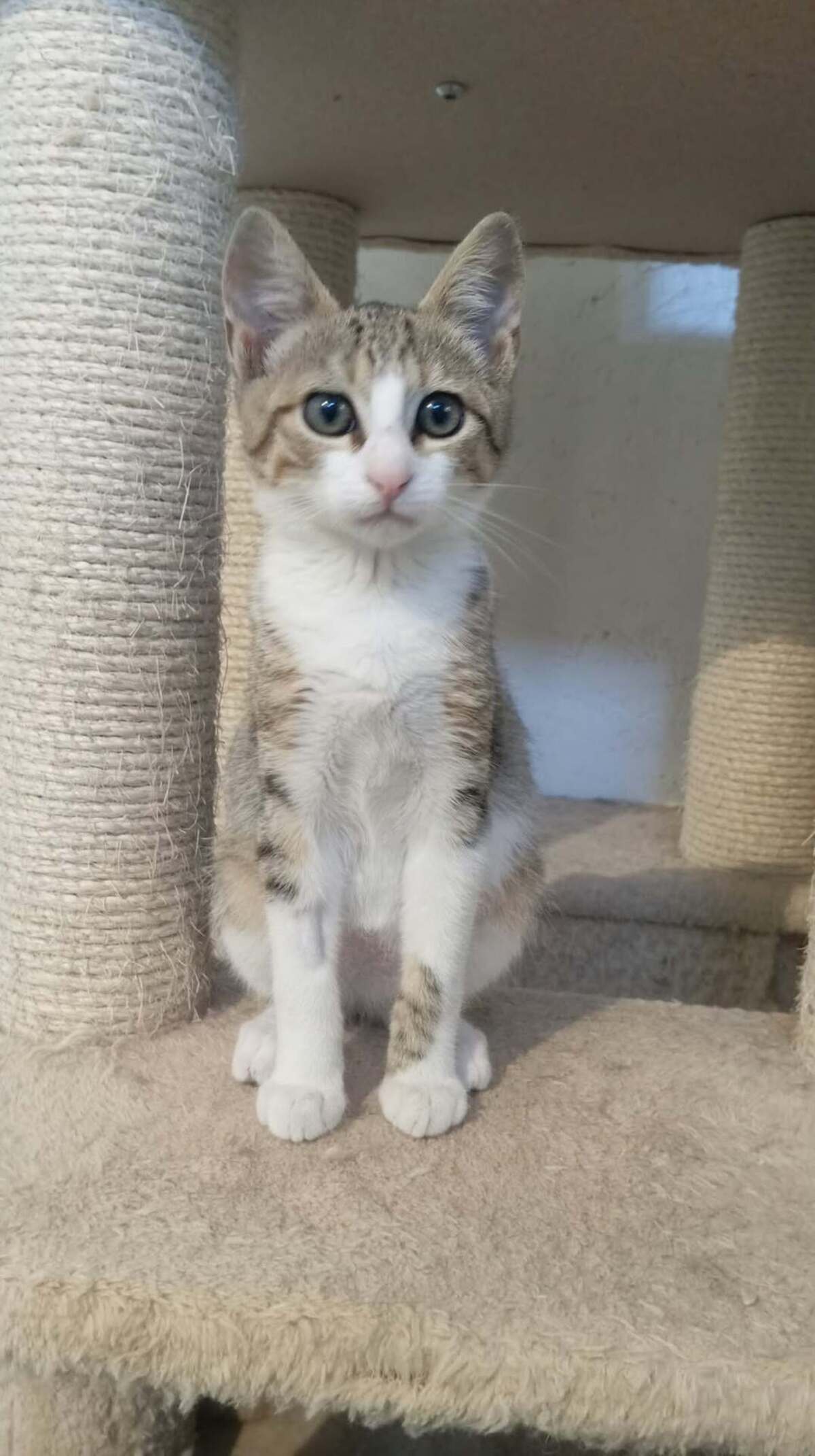 Adoption TITO