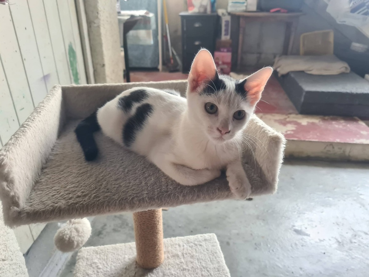Adoption Benoît 