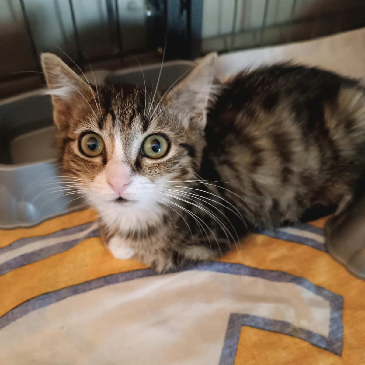 Adoption Maya