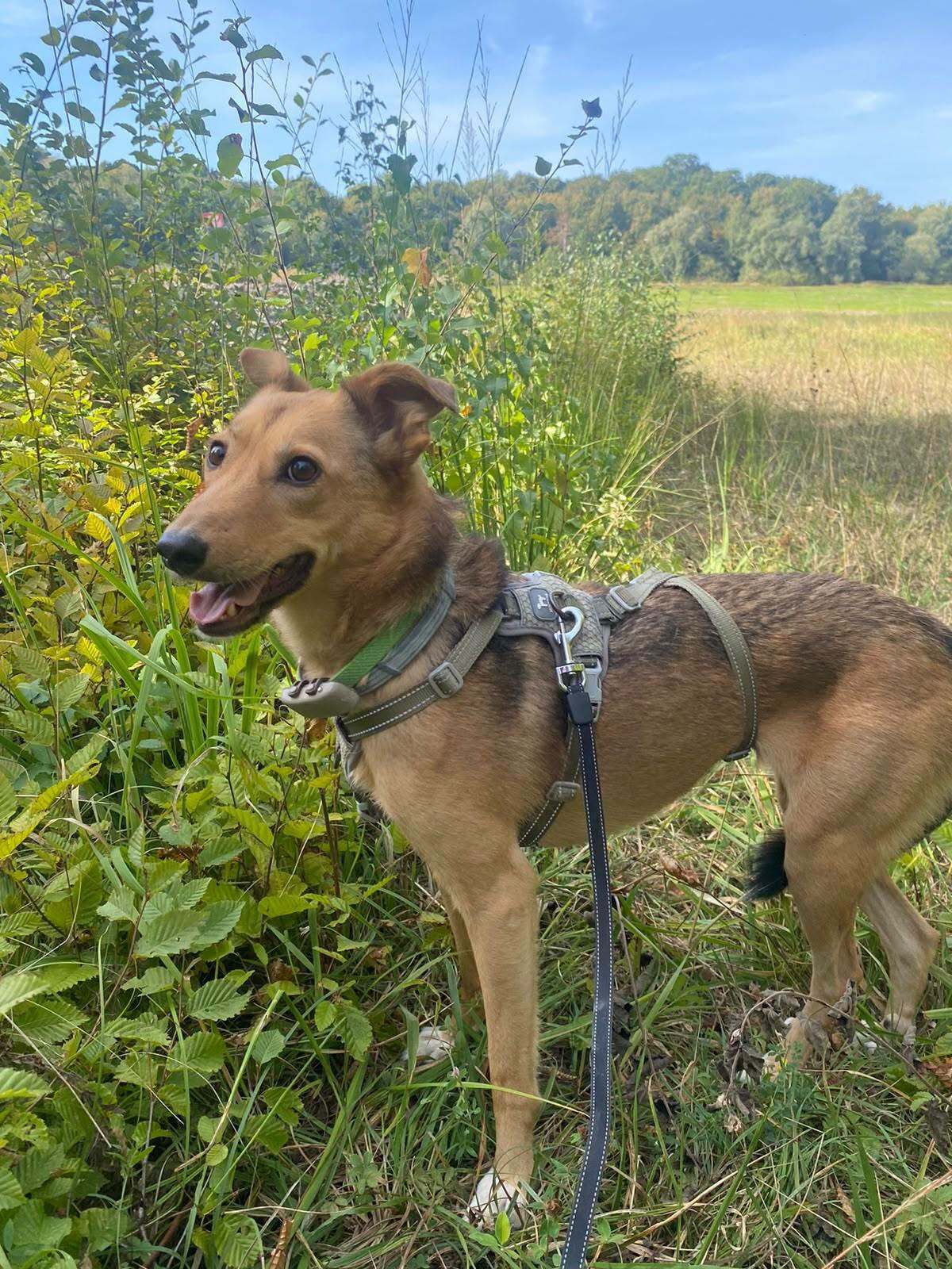 Adoption Yashka