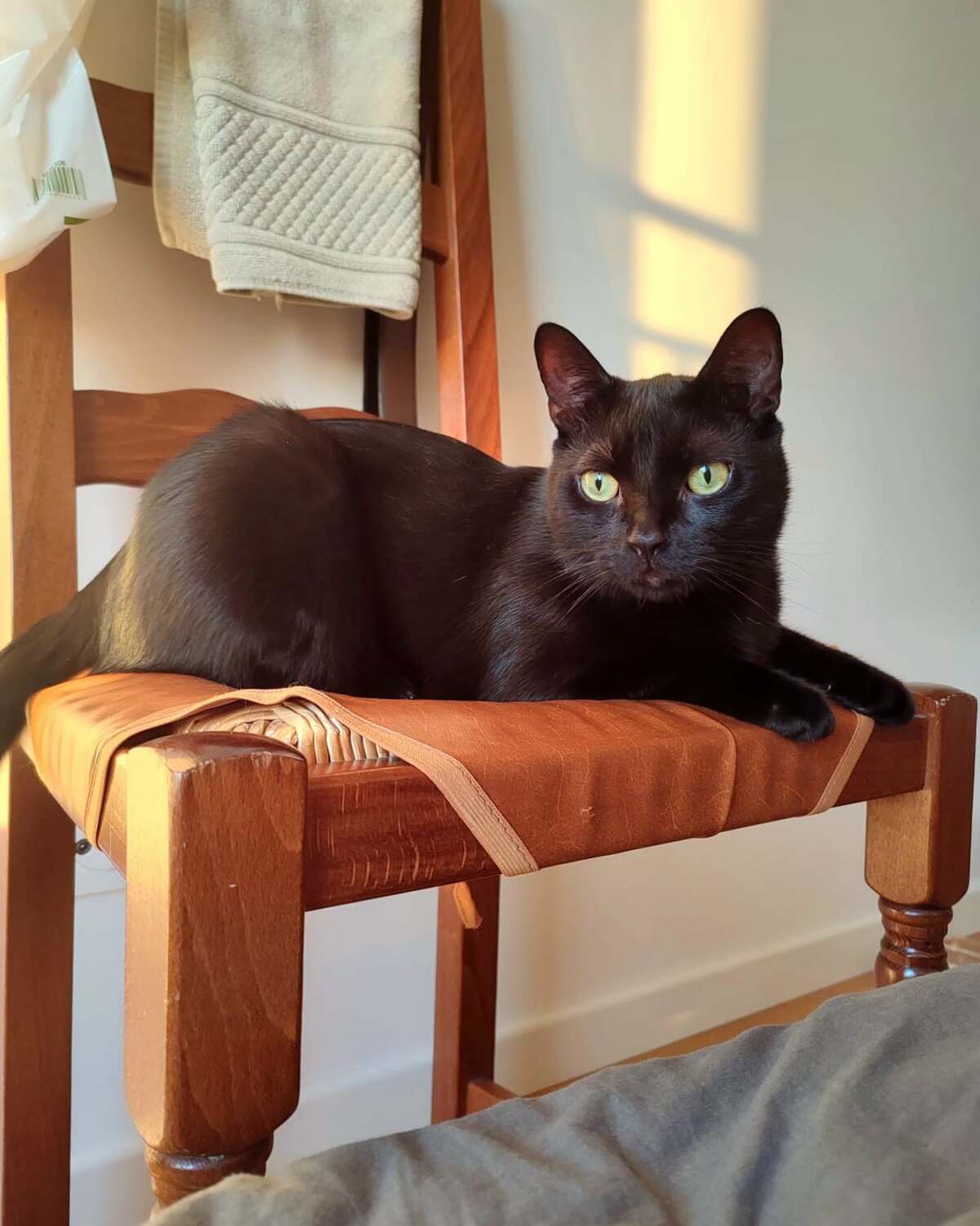 Adoption Pirate