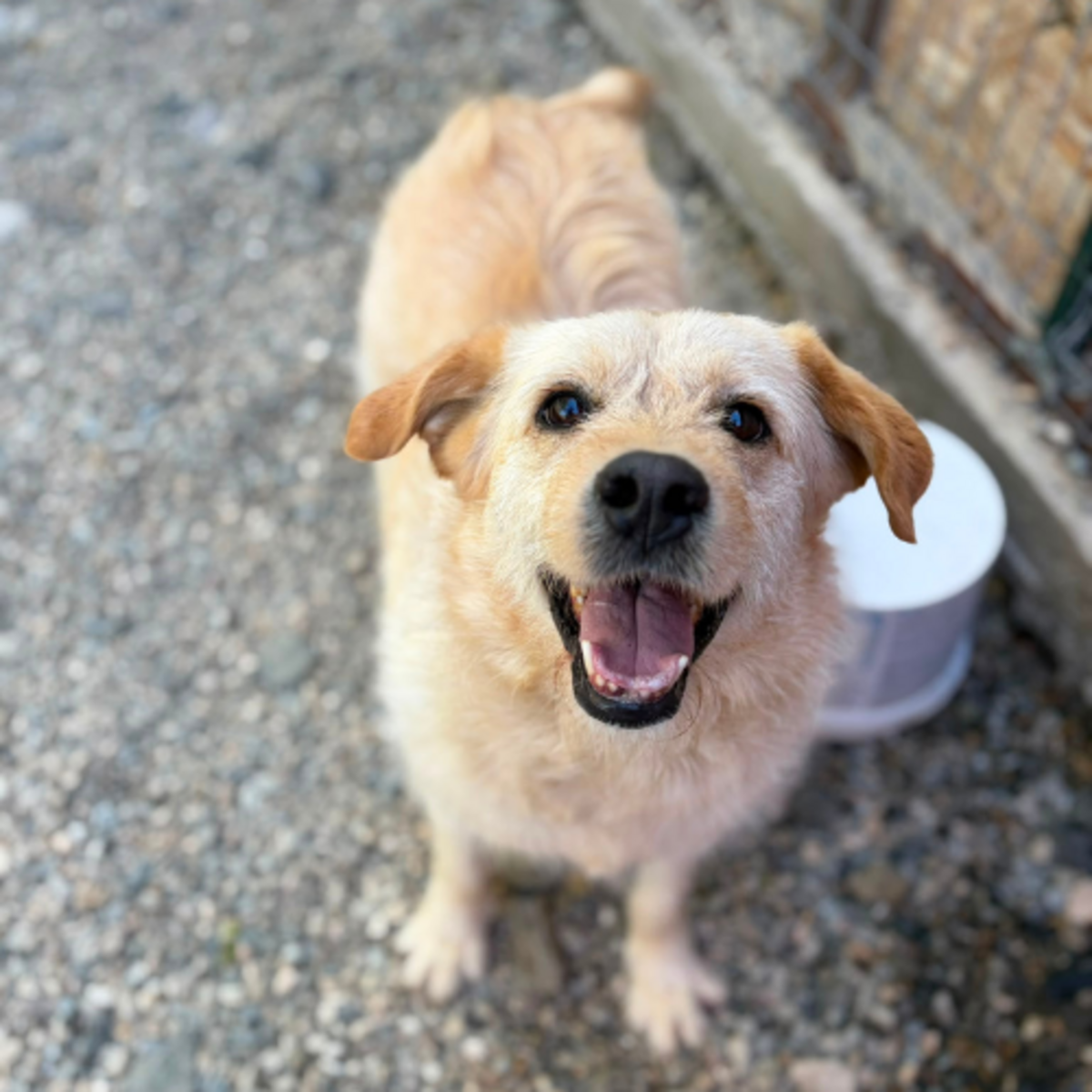 Adoption BLONDI