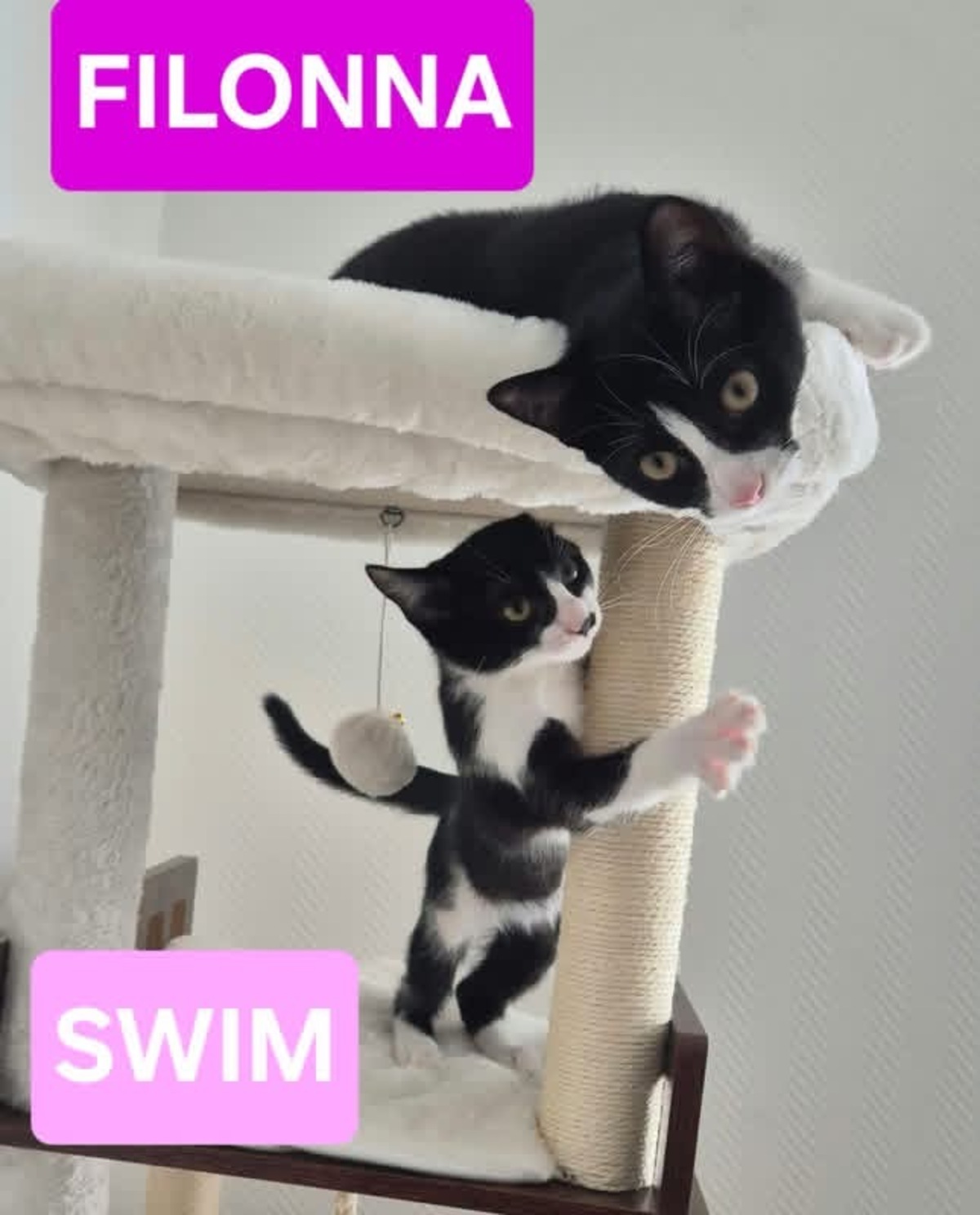 Adoption Swim et Filonna 