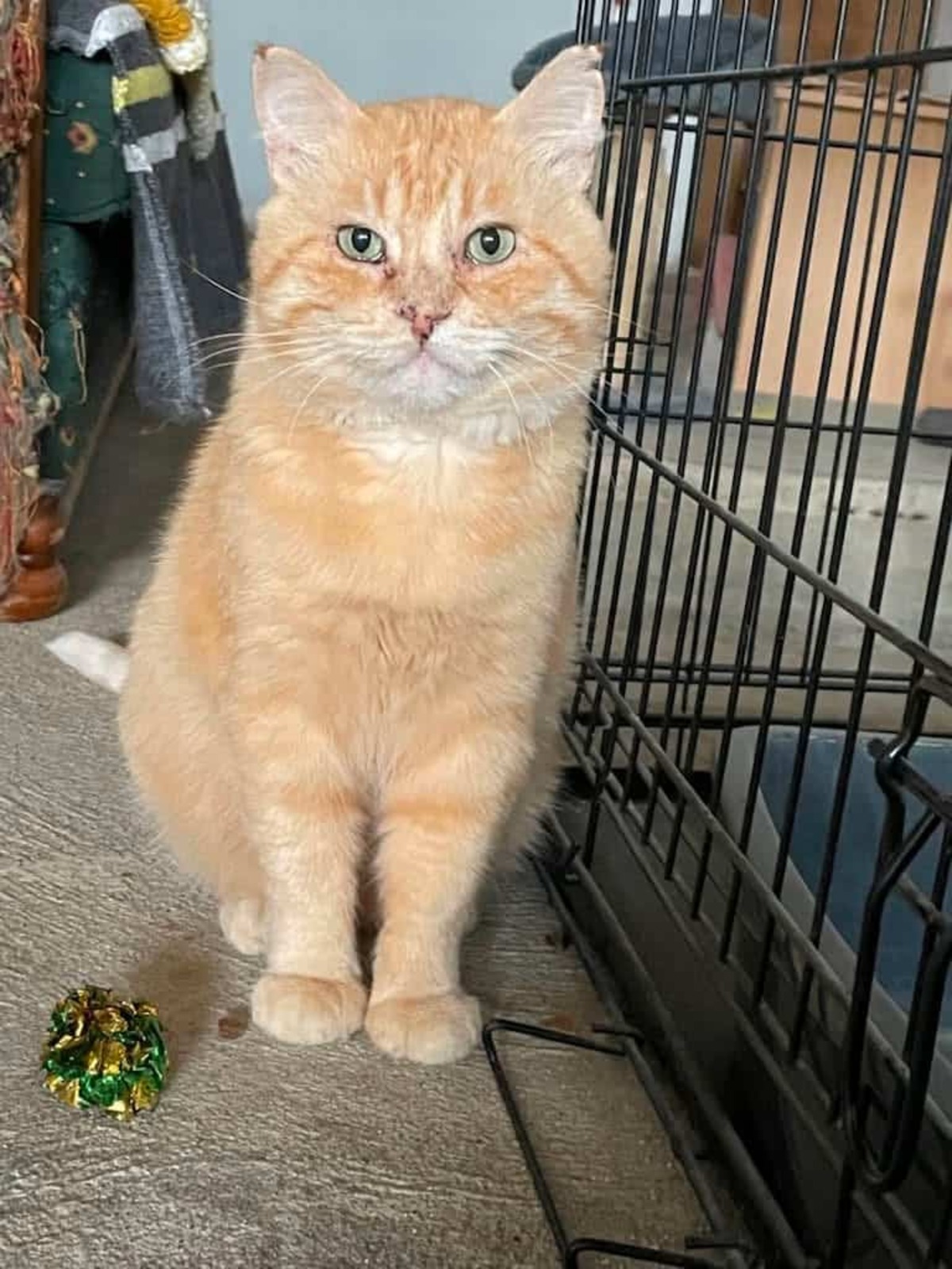 Adoption Tidou
