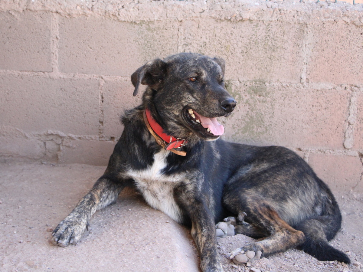 Adoption Amoroso