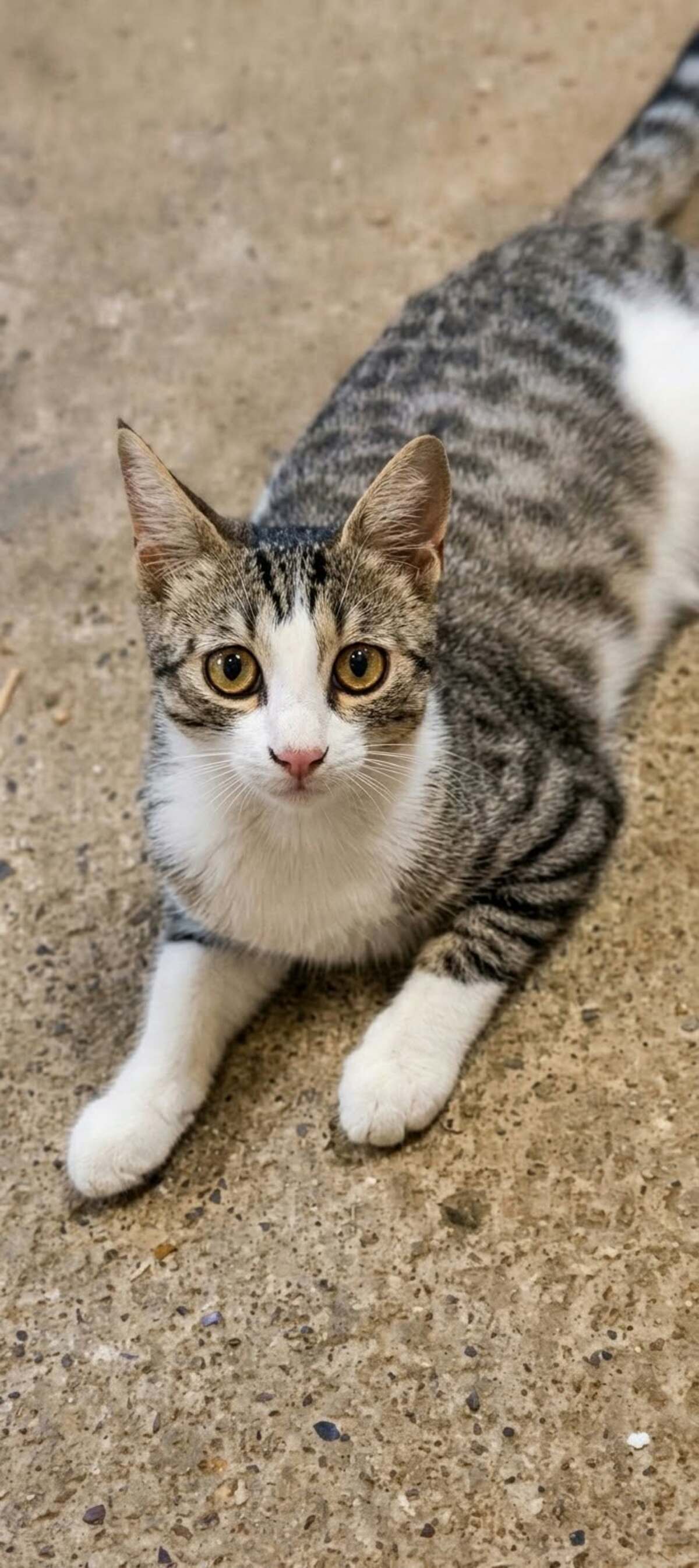 Adoption Odin & Olympe