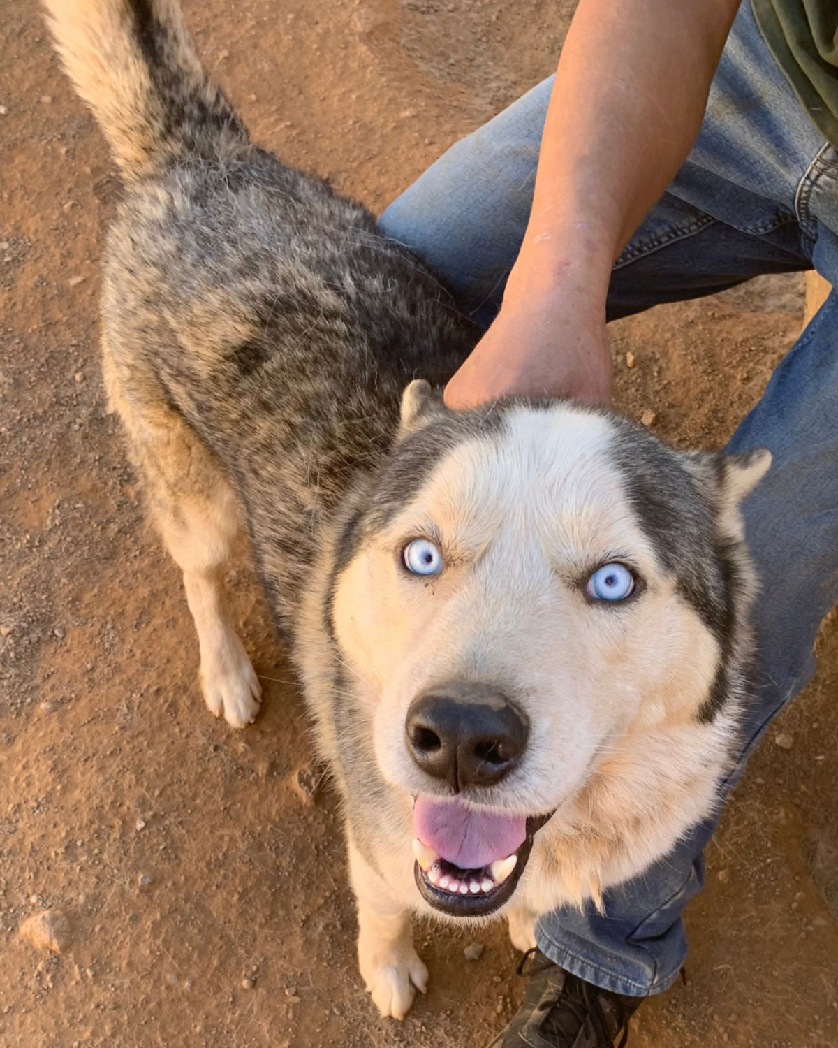 Adoption Shadow