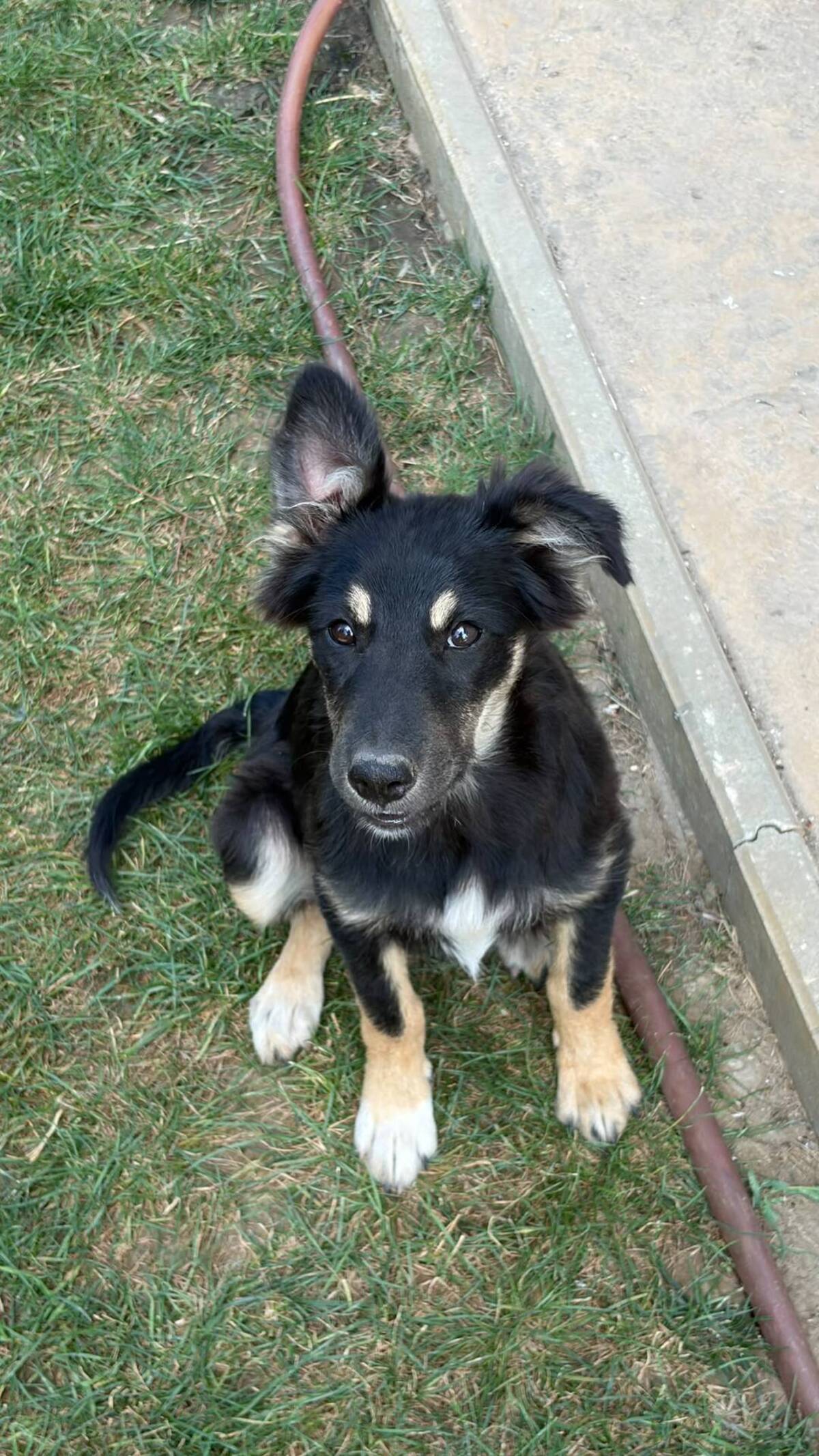 Adoption Lilly