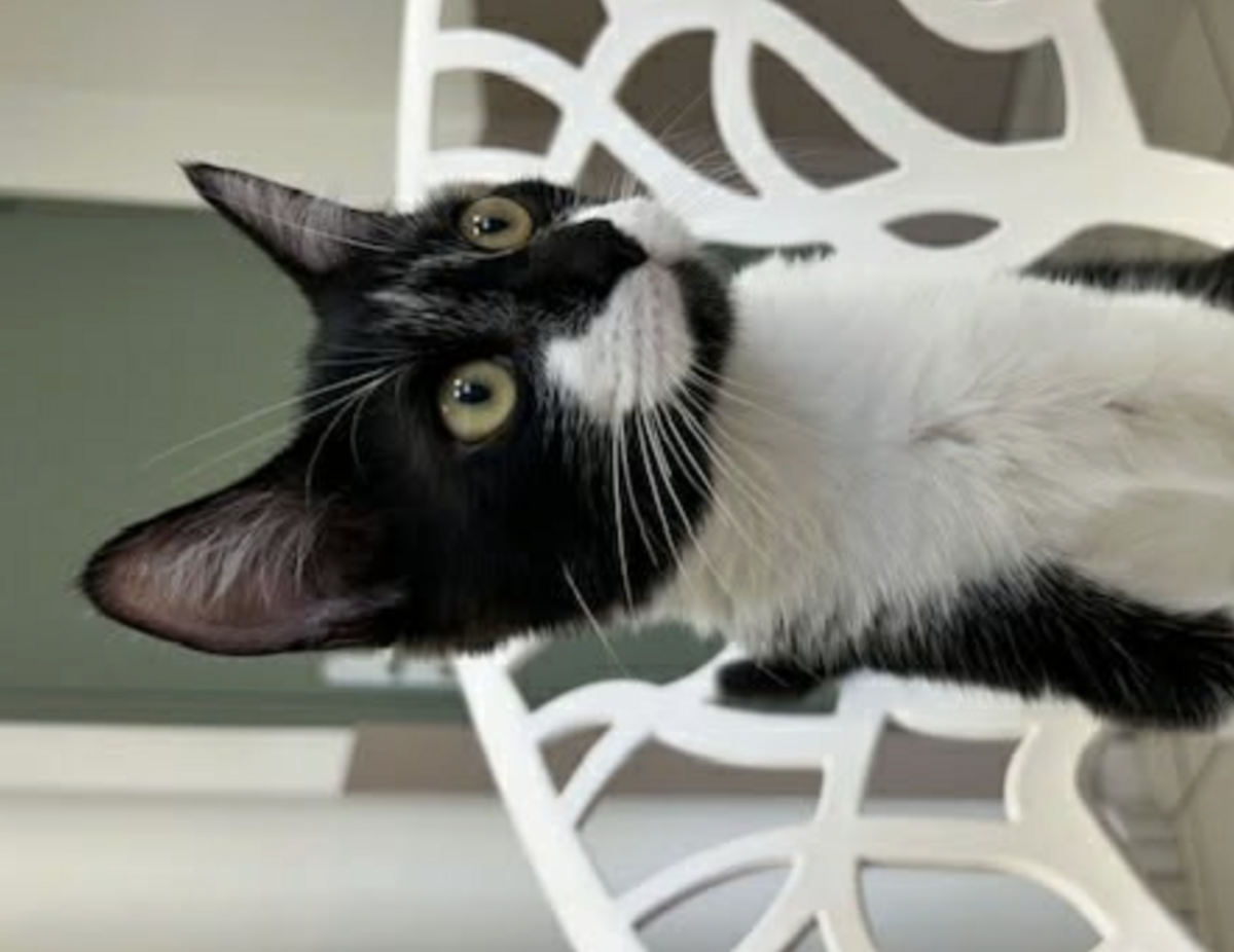Adoption POMME 