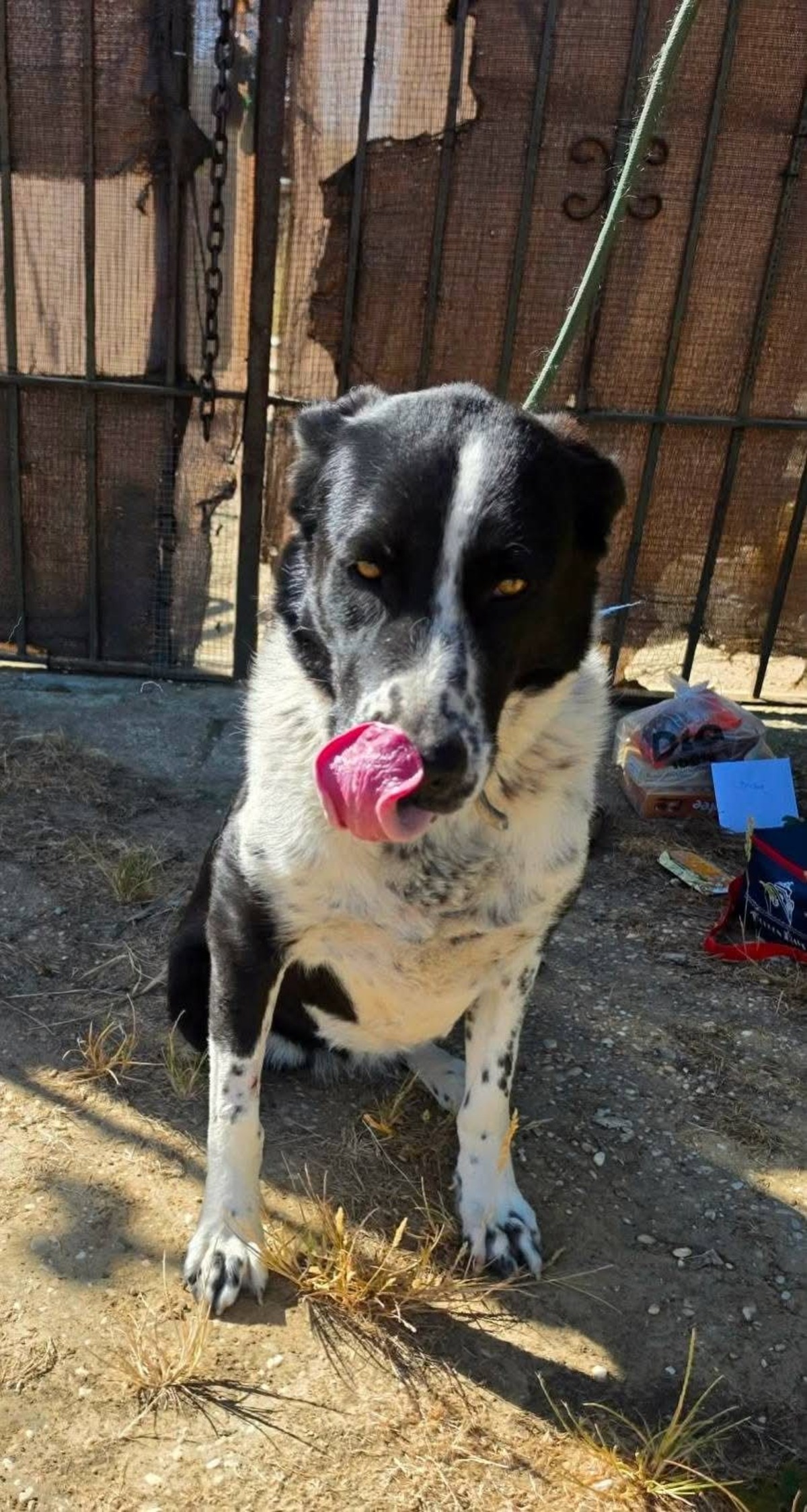 Adoption Auro
