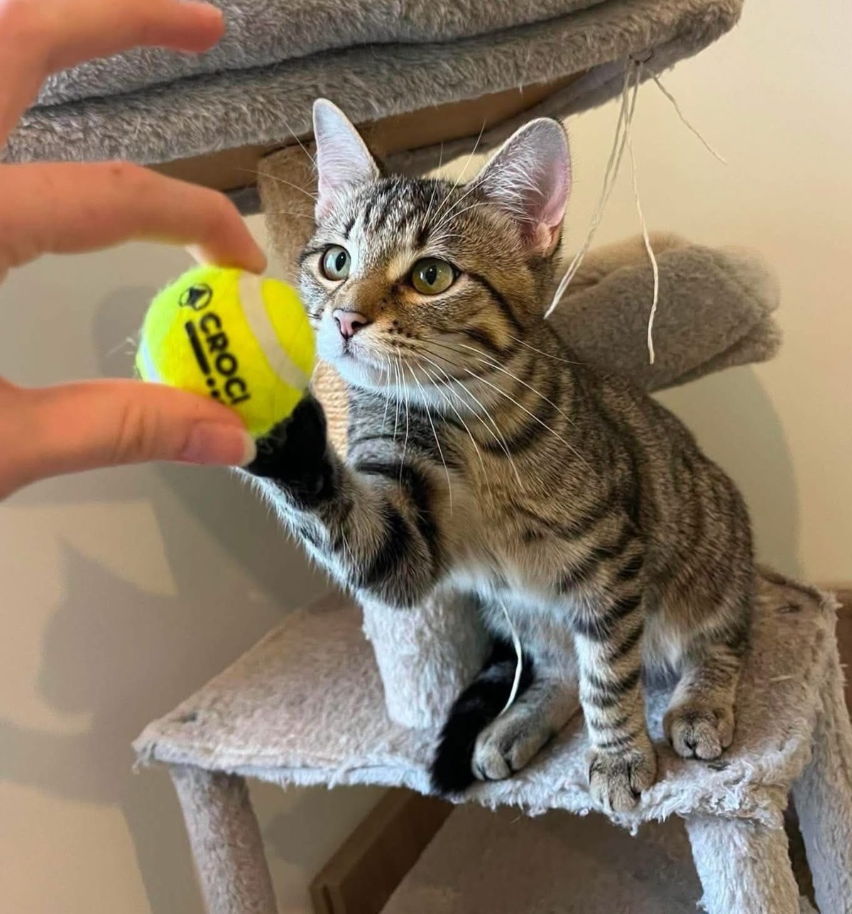 Adoption Uno