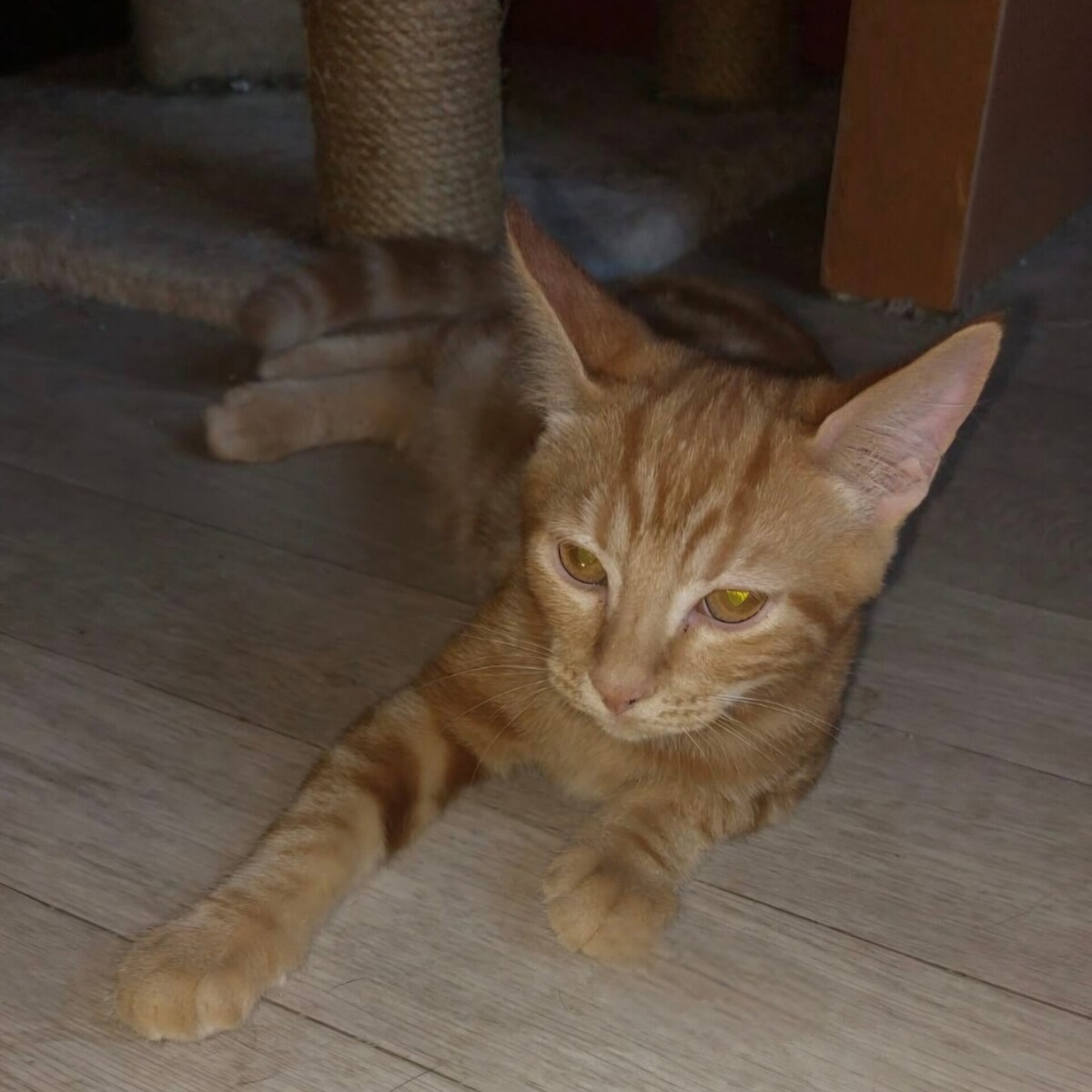 Adoption Babacool