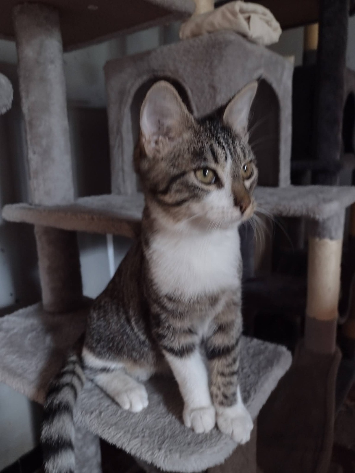 Adoption Bordeaux 