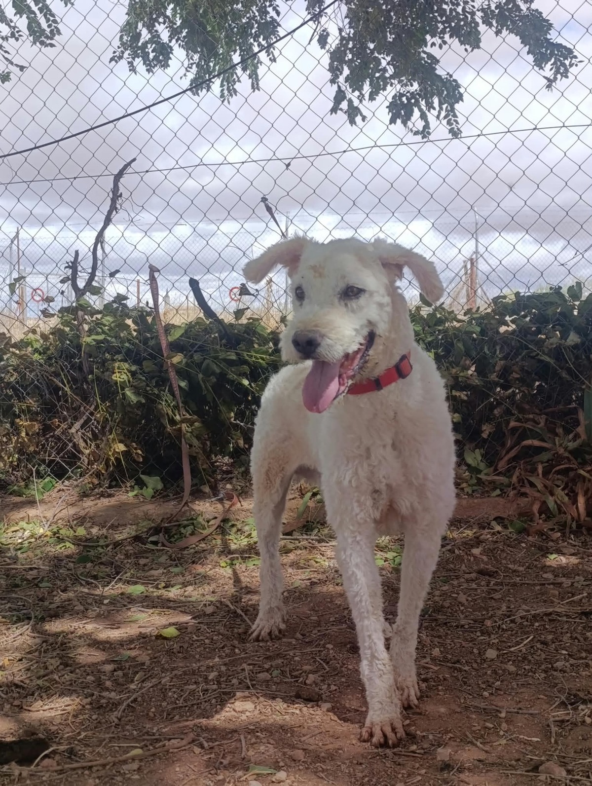 Adoption Toby
