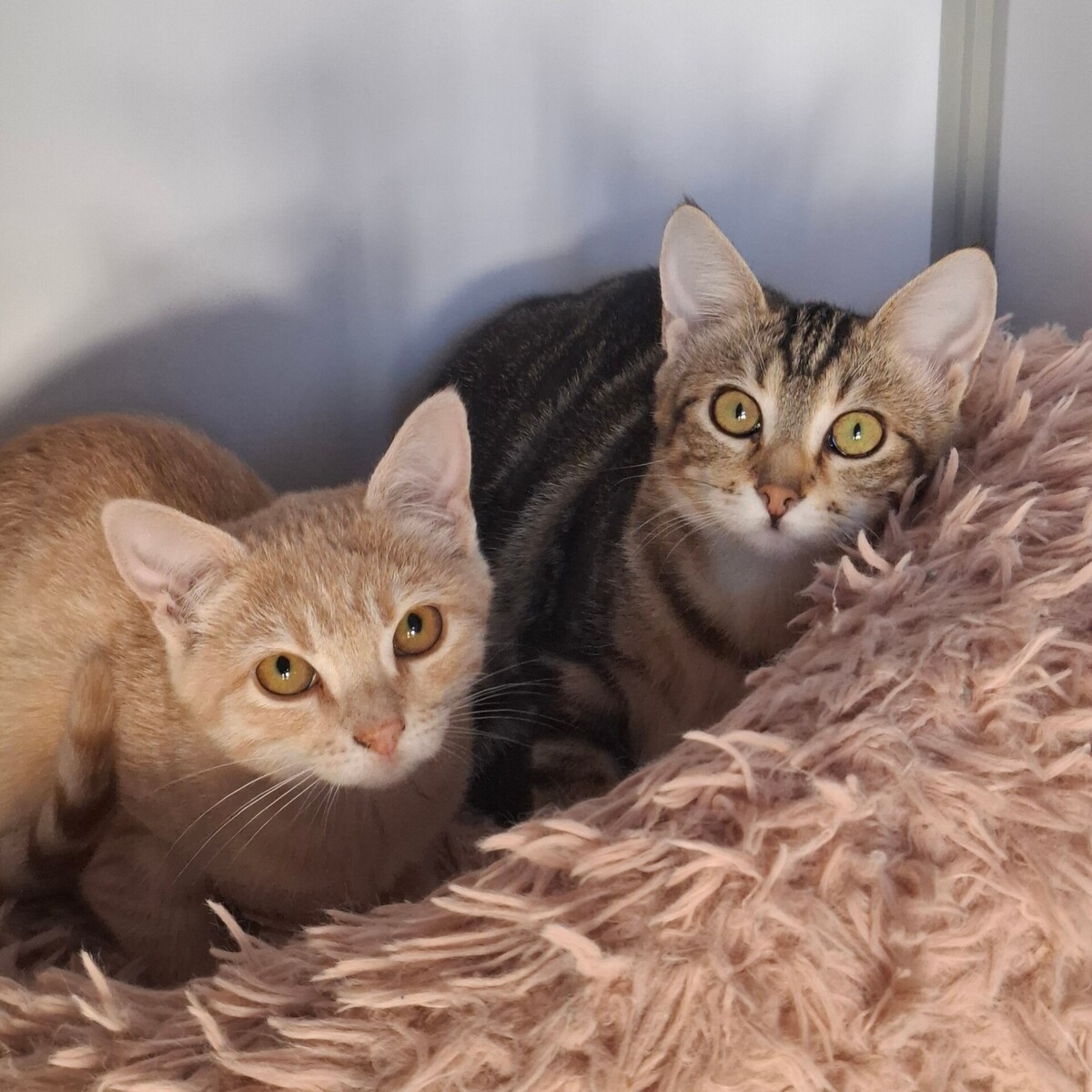 Adoption Brak