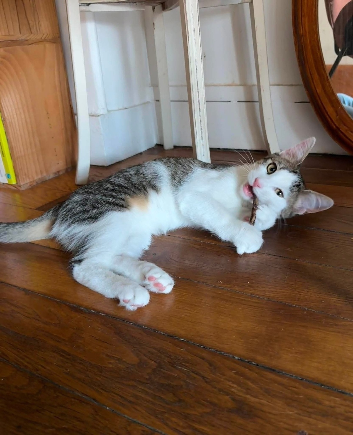 Adoption RODÉO 