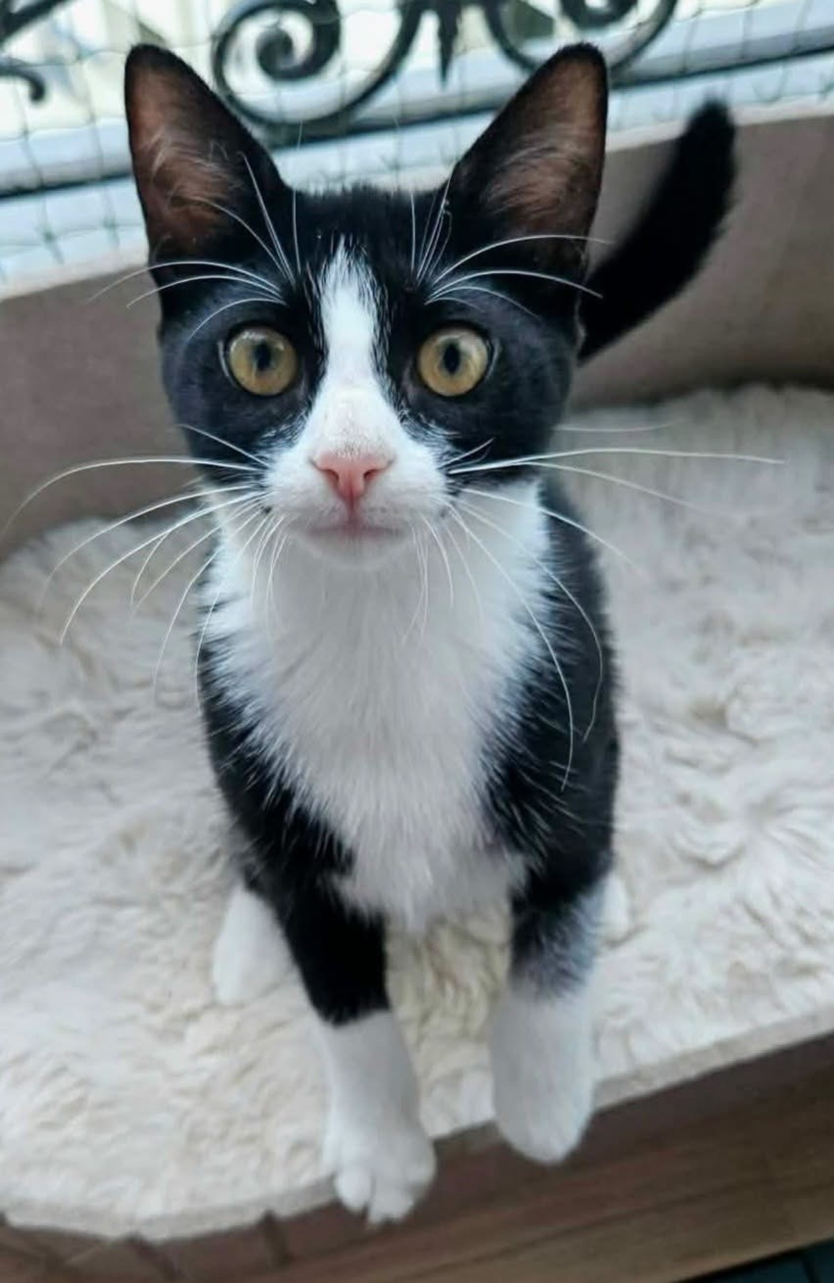 Adoption Filonna
