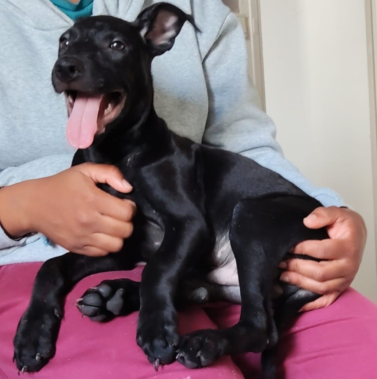 Adoption Fuego
