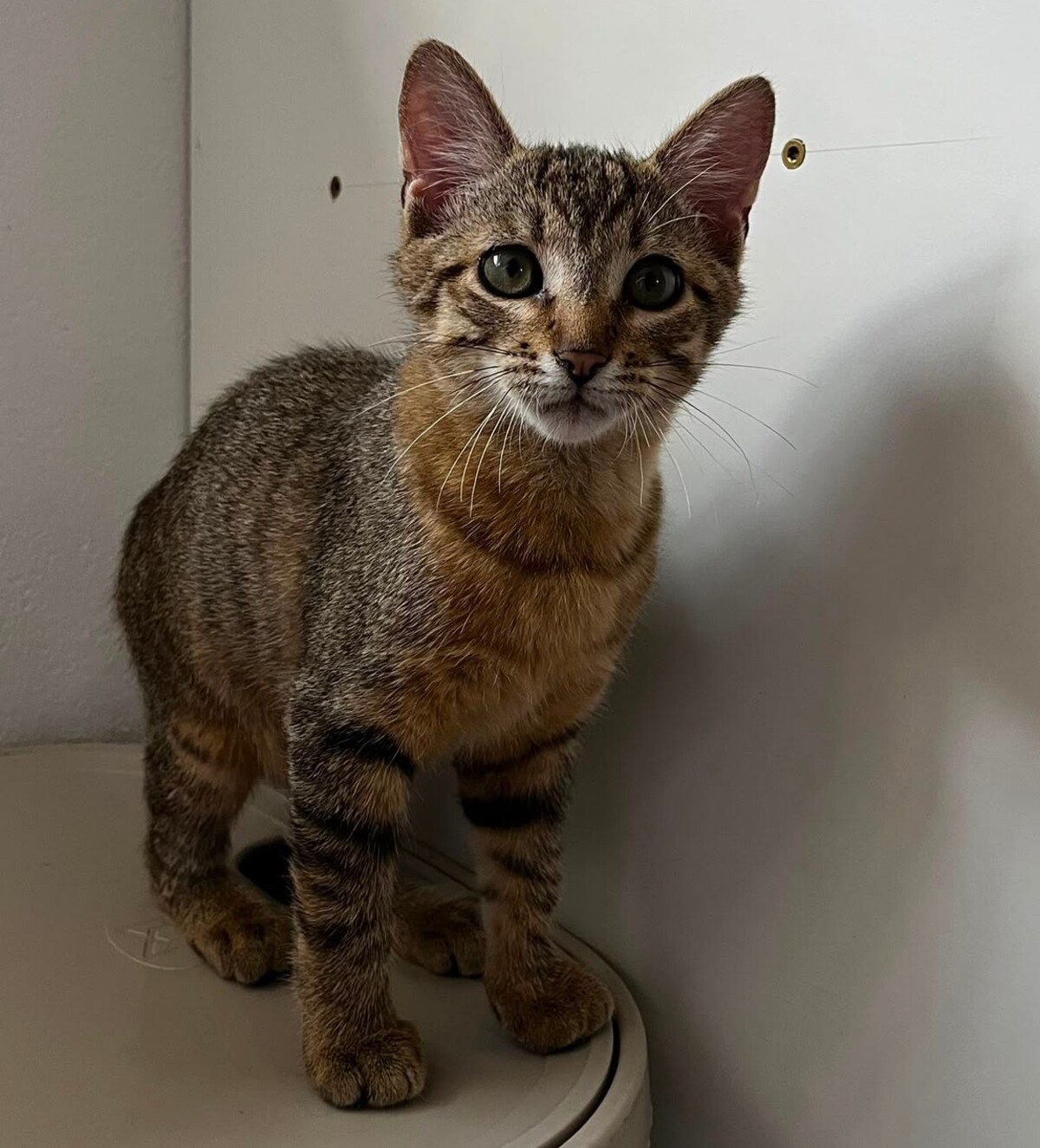 Adoption BENJI