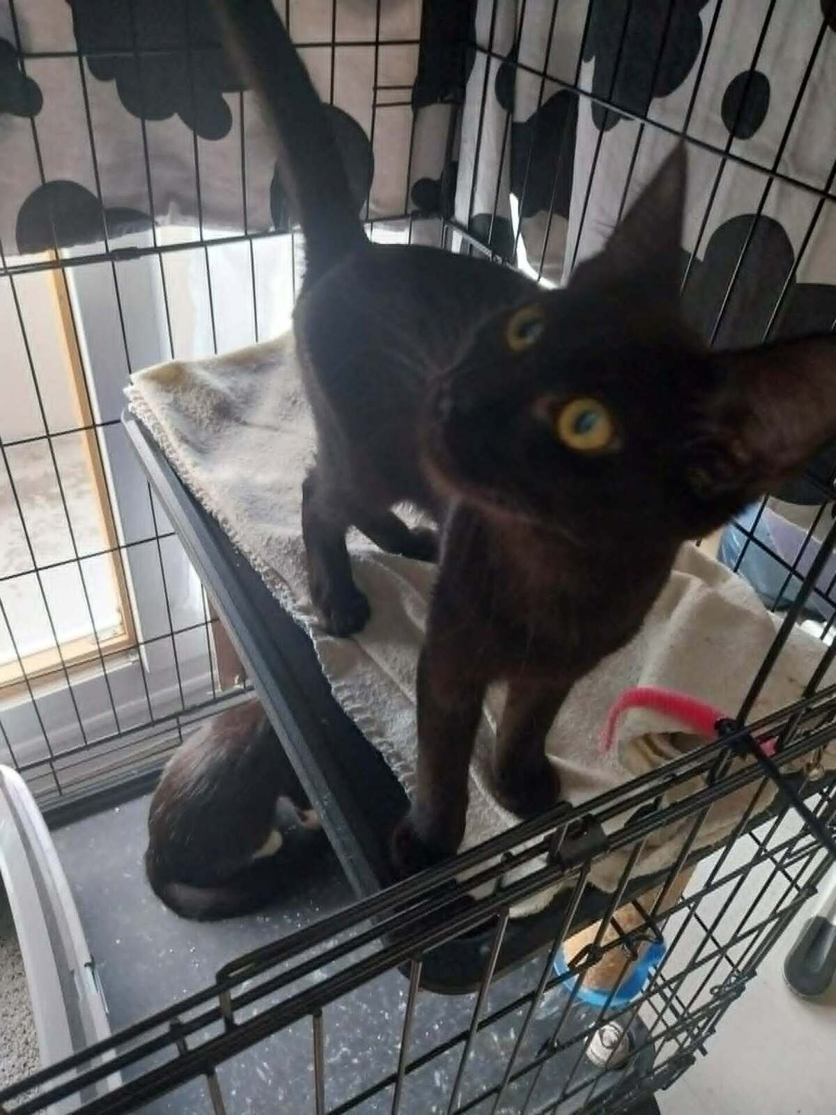 Adoption Bigoudi