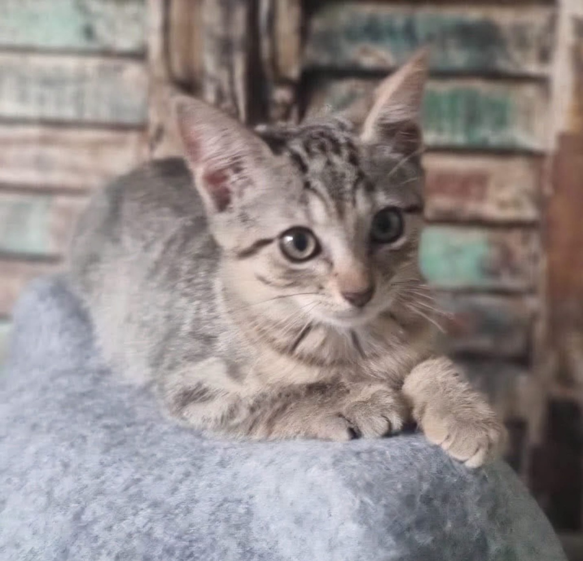 Adoption GOHANNA
