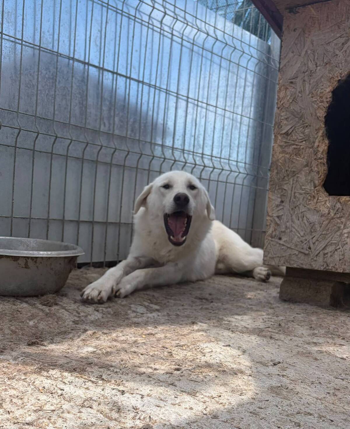 Adoption Marley