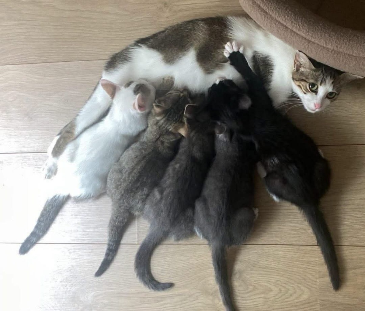 Adoption DUMBO