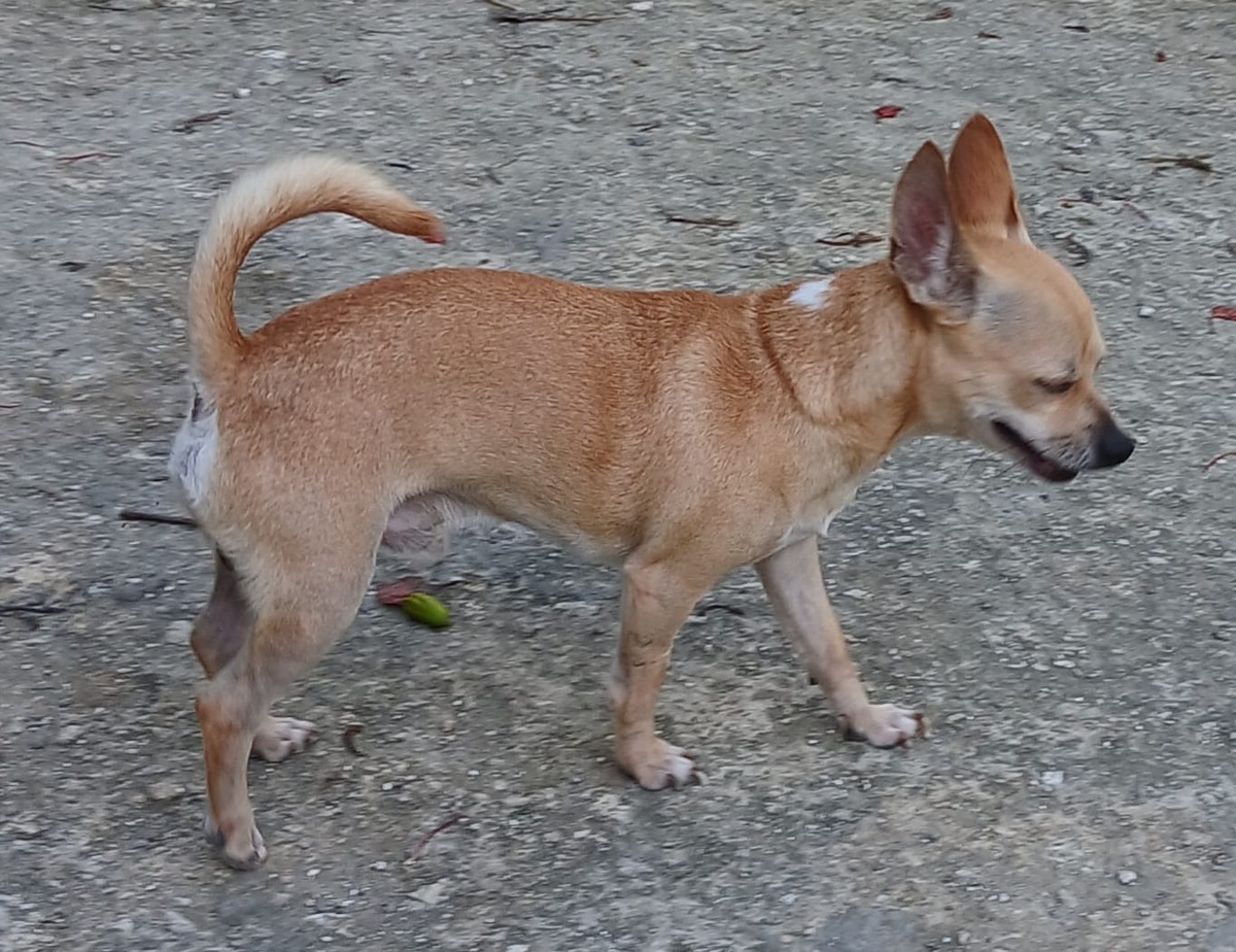 Adoption Ulysse