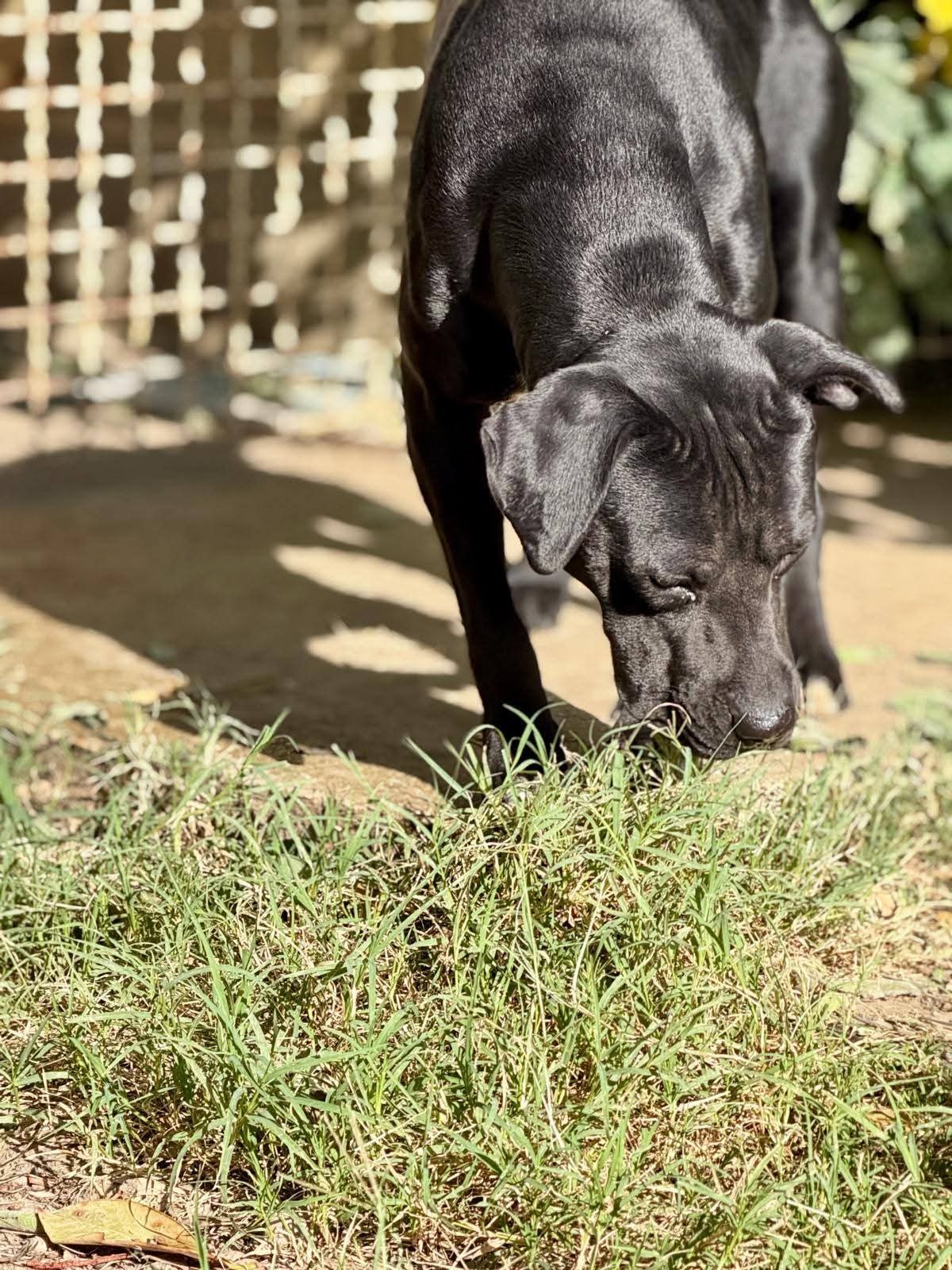 Adoption Arko