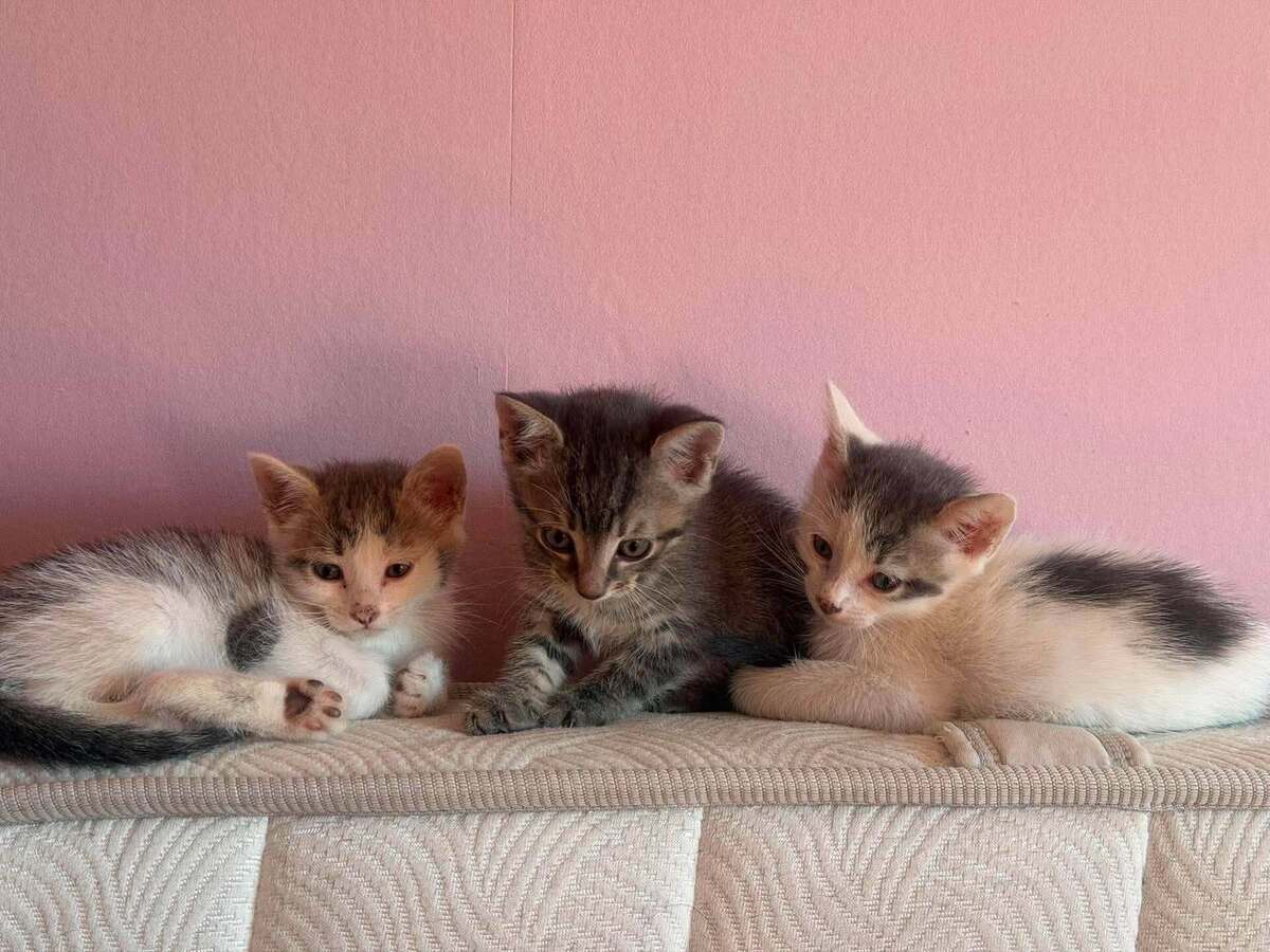 Adoption Lô, Chipie et Asanté