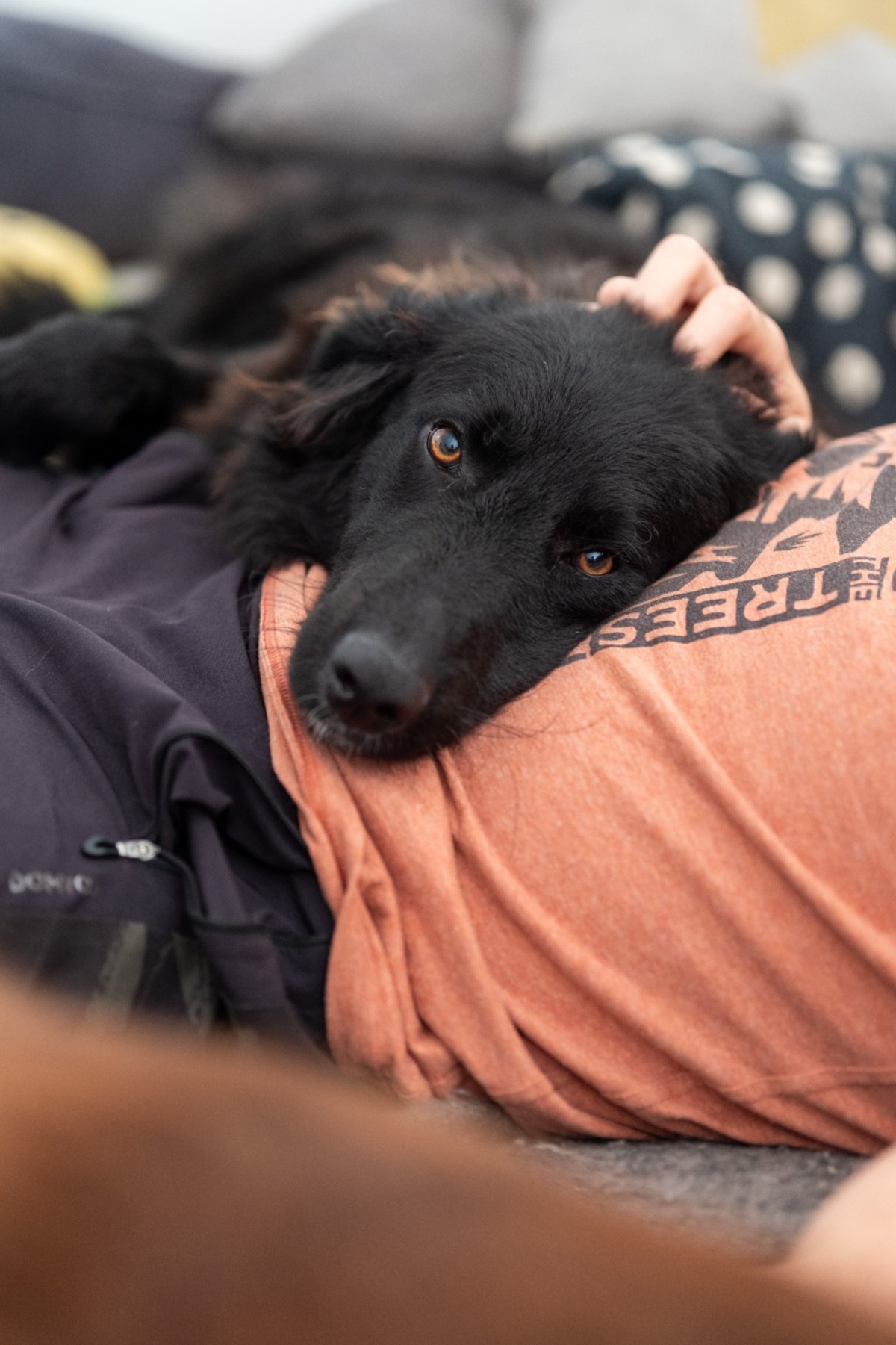 Adoption Baloo