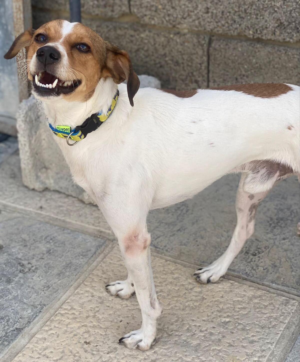 Adoption Chirimoyo