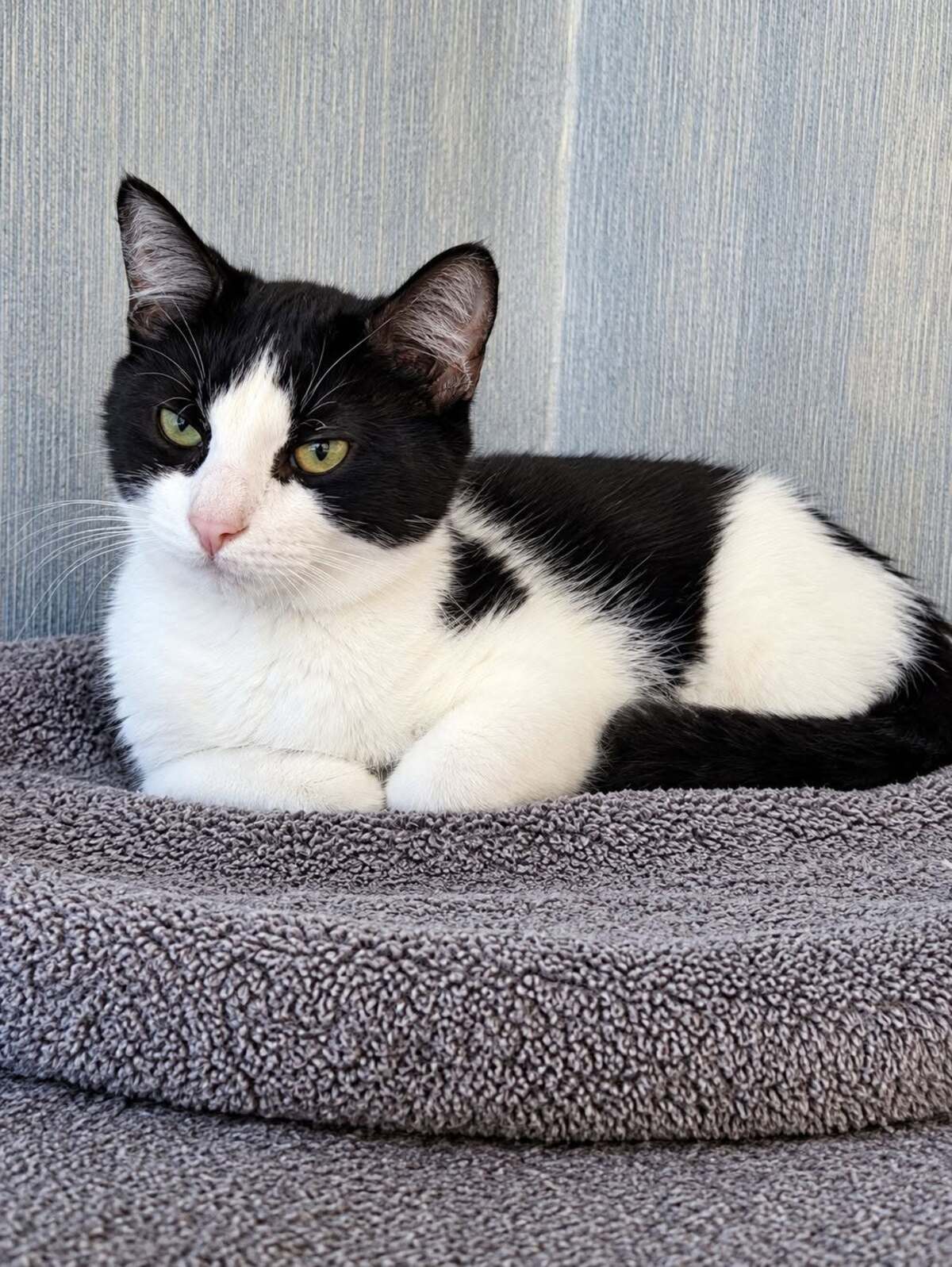 Adoption Panda