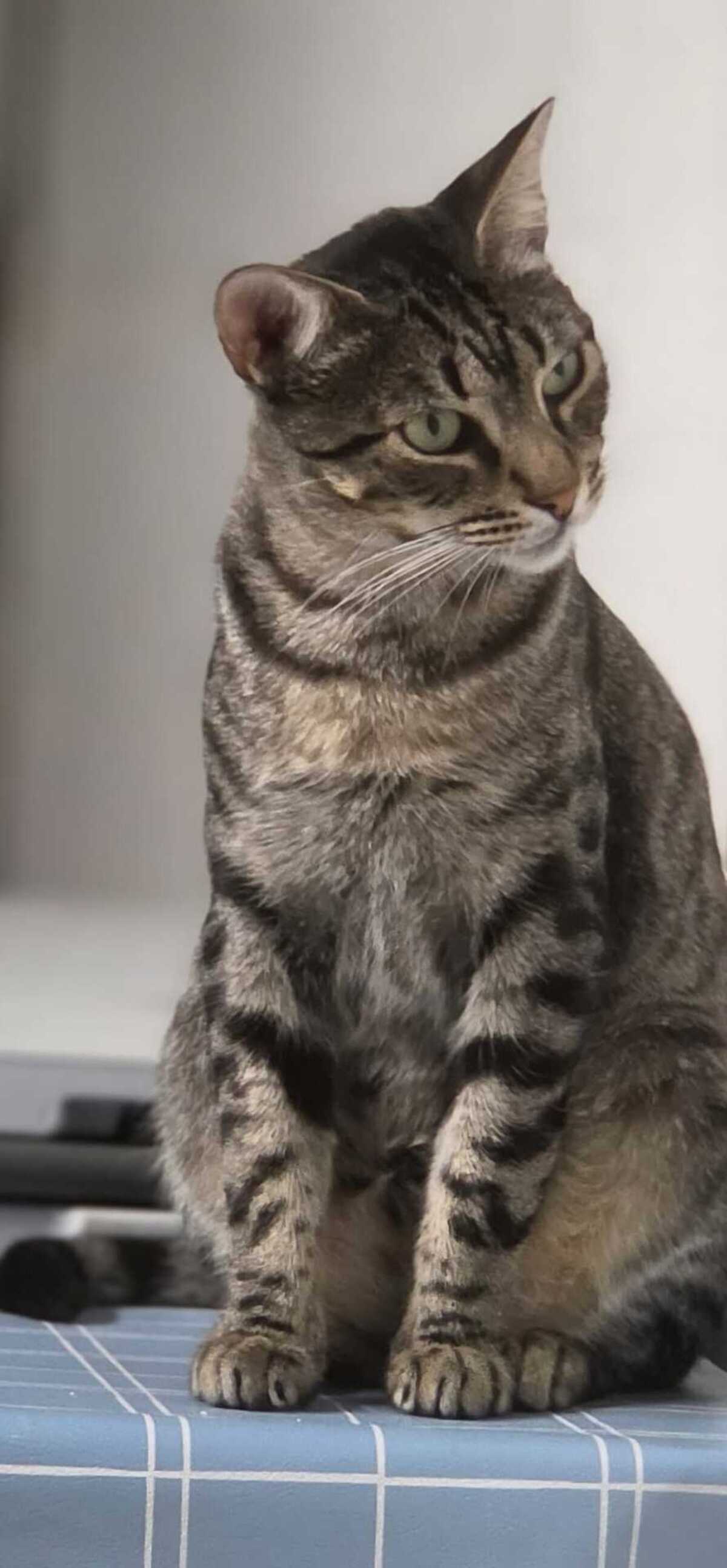 Adoption PEGGY