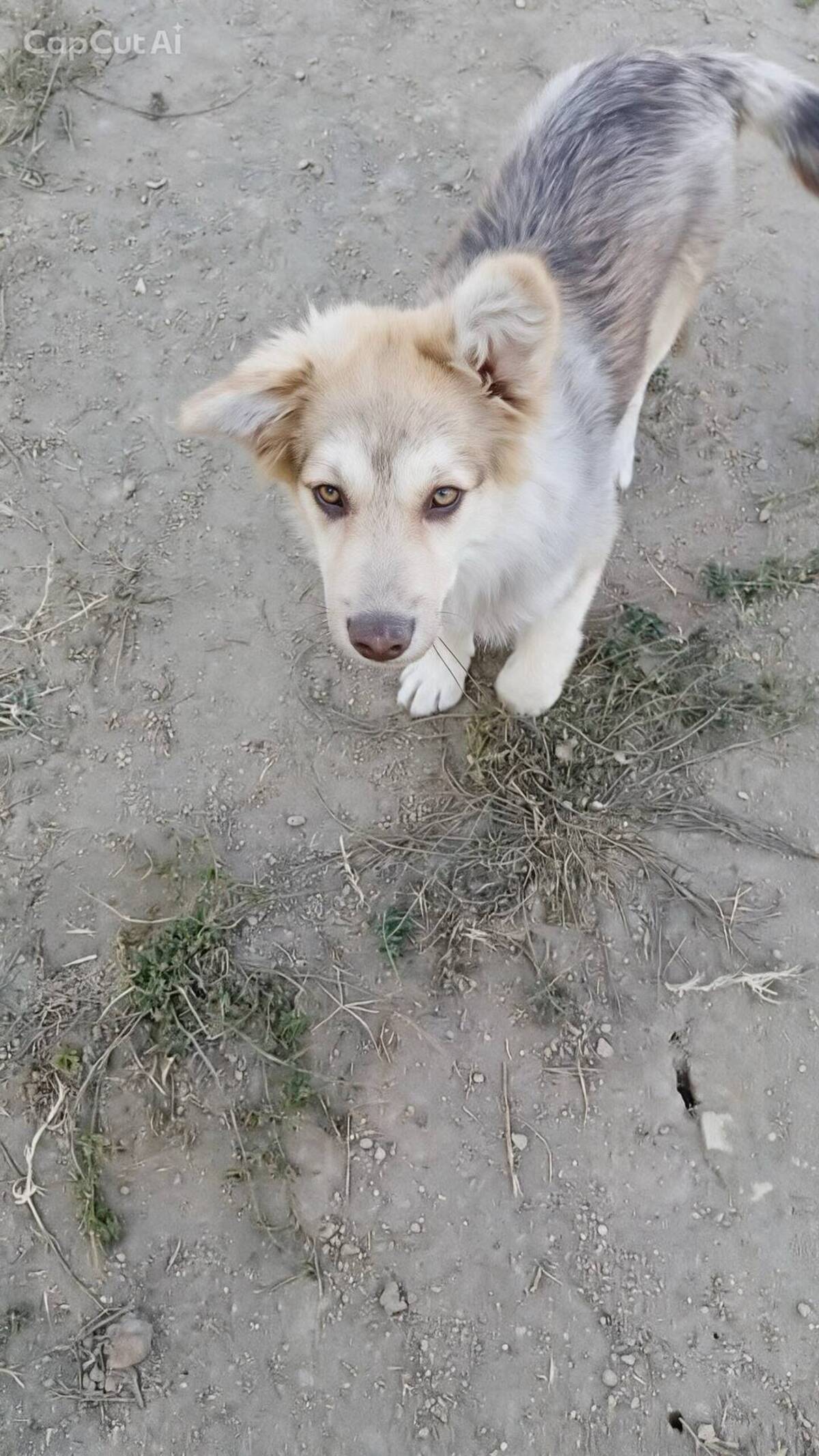 Adoption Brandy