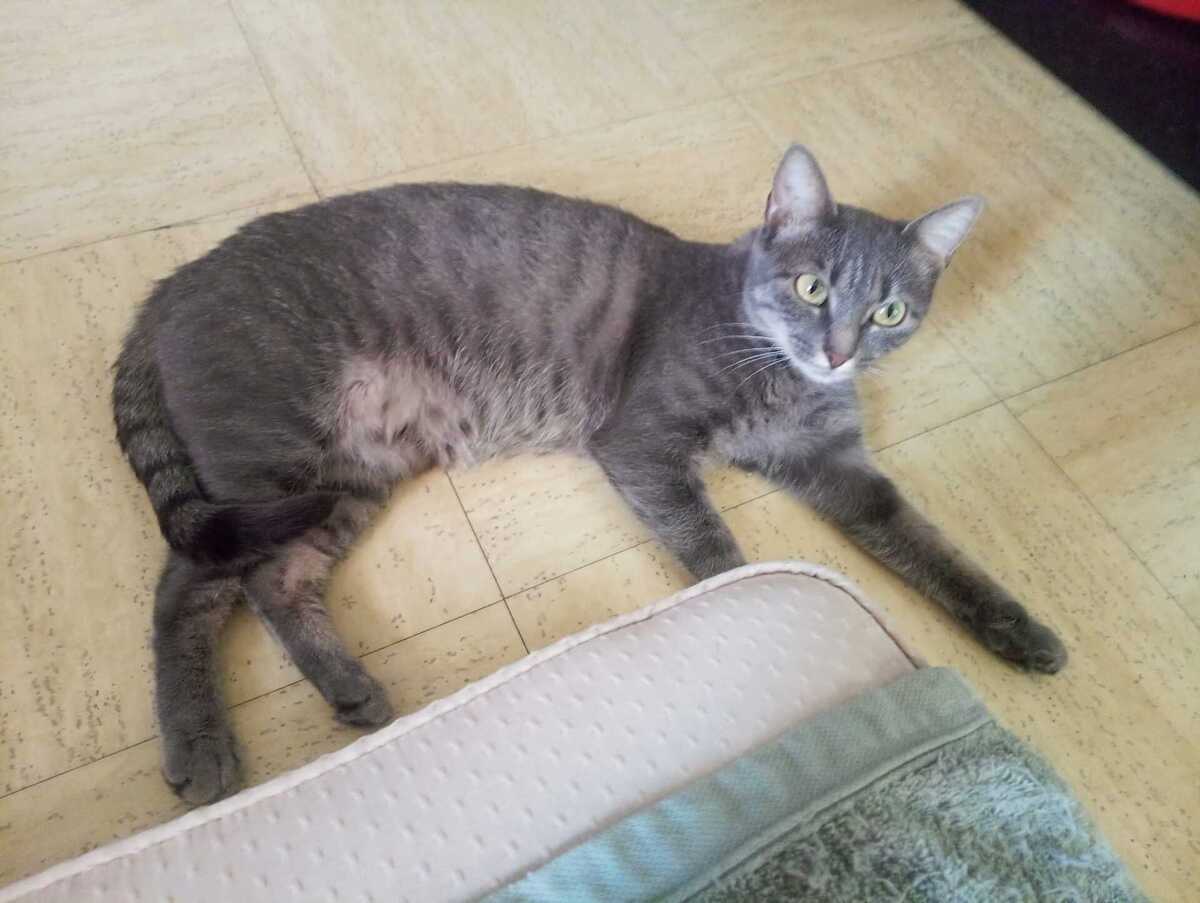 Adoption Moumoon