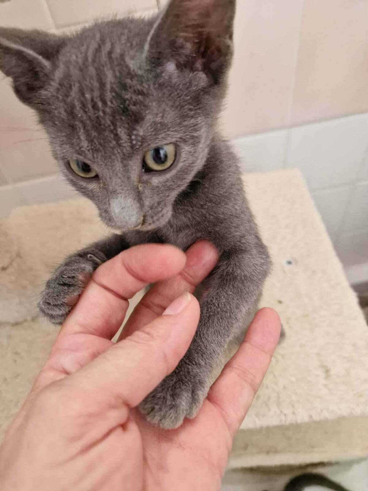 Adoption Isidore