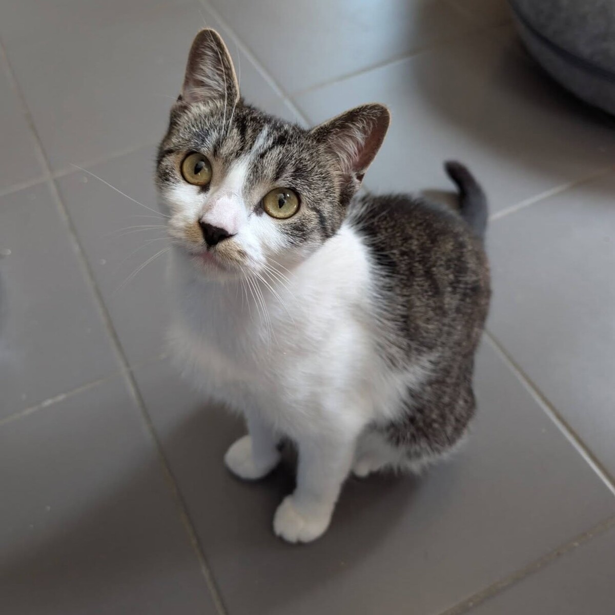 Adoption Louisa