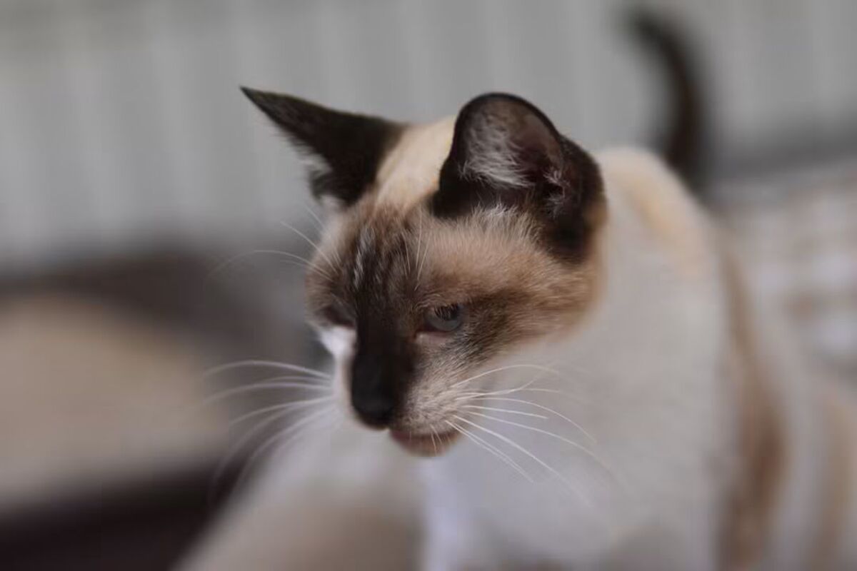 Adoption Satine
