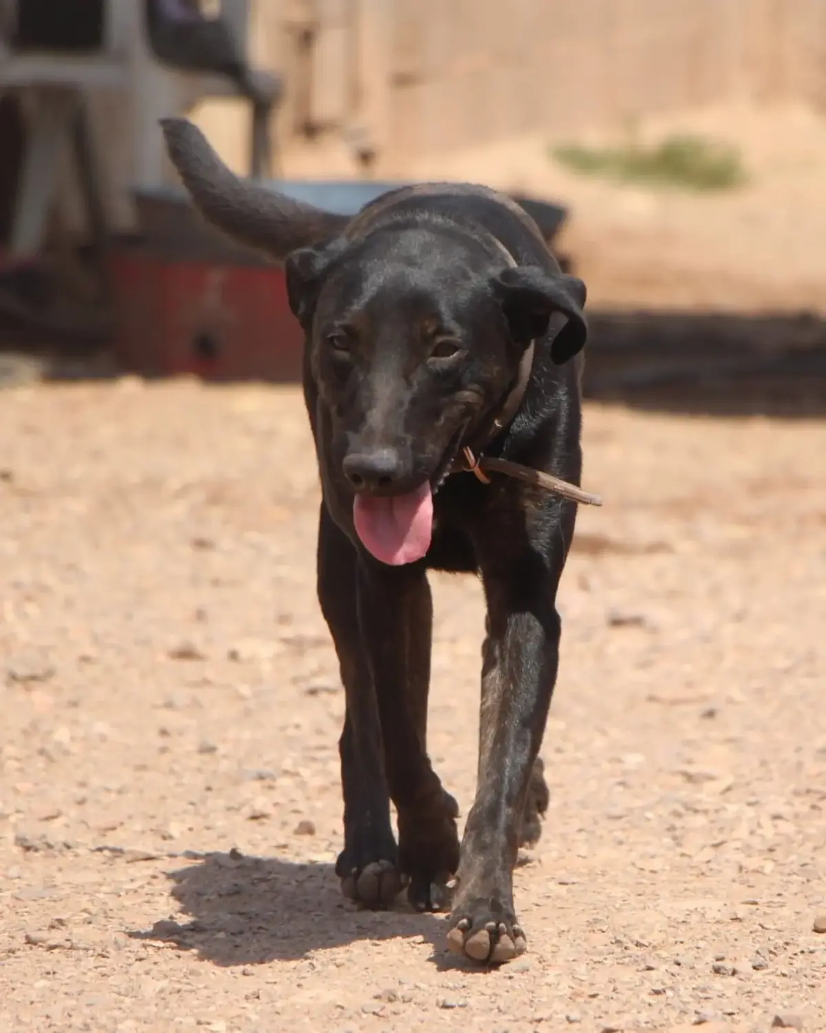 Adoption Anastasia